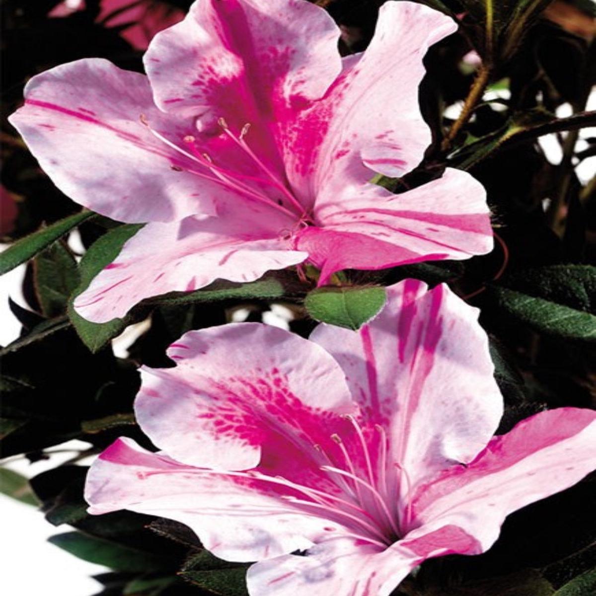 Azalea 'Autumn Twist' 3G