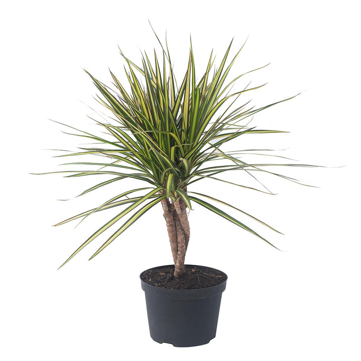 Dracaena marginata 'Kiwi' (Braid) 6"
