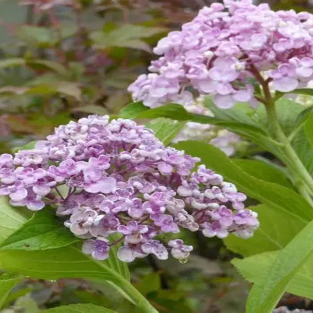 Hydrangea macrophylla 'Ayesha' 5G