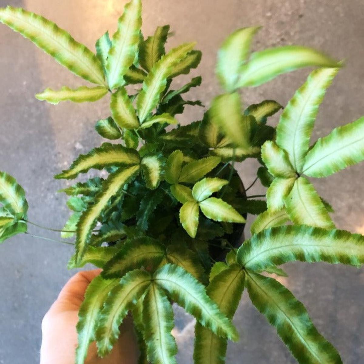 Jungle Brake Fern (Assorted)