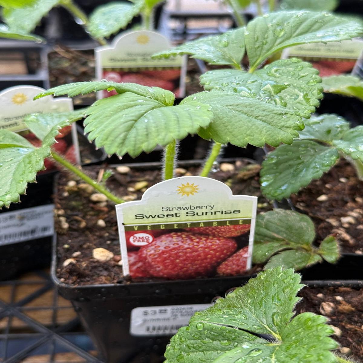 Strawberry Junebearing Sweet Sunrise 4''