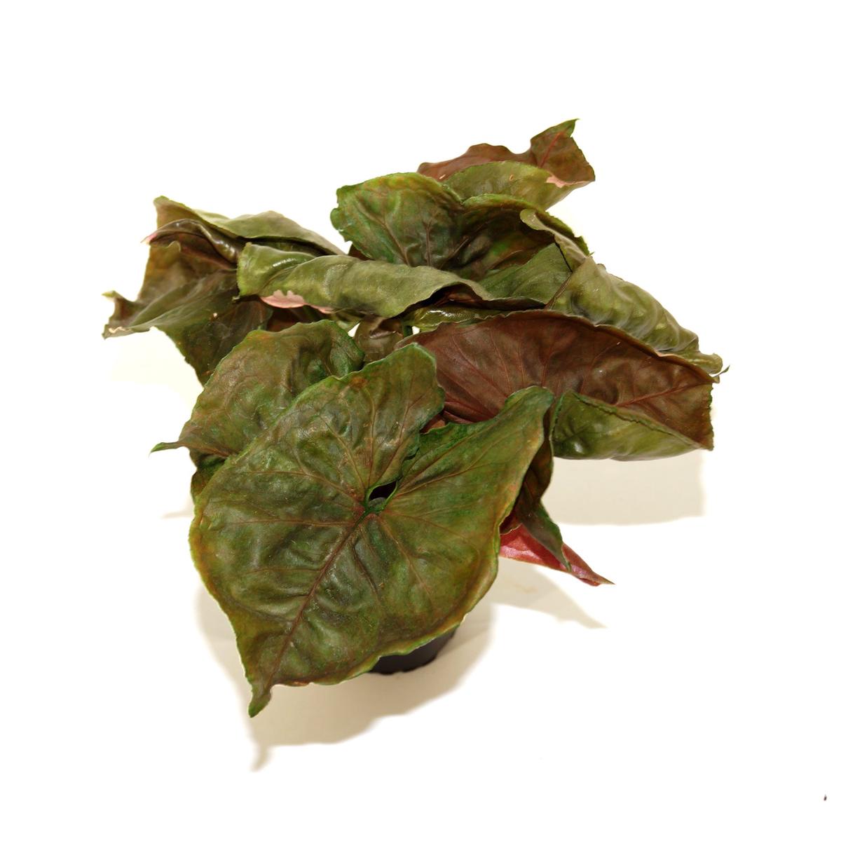 Syngonium podophyllum 'Strawberry Ice' (low color)
