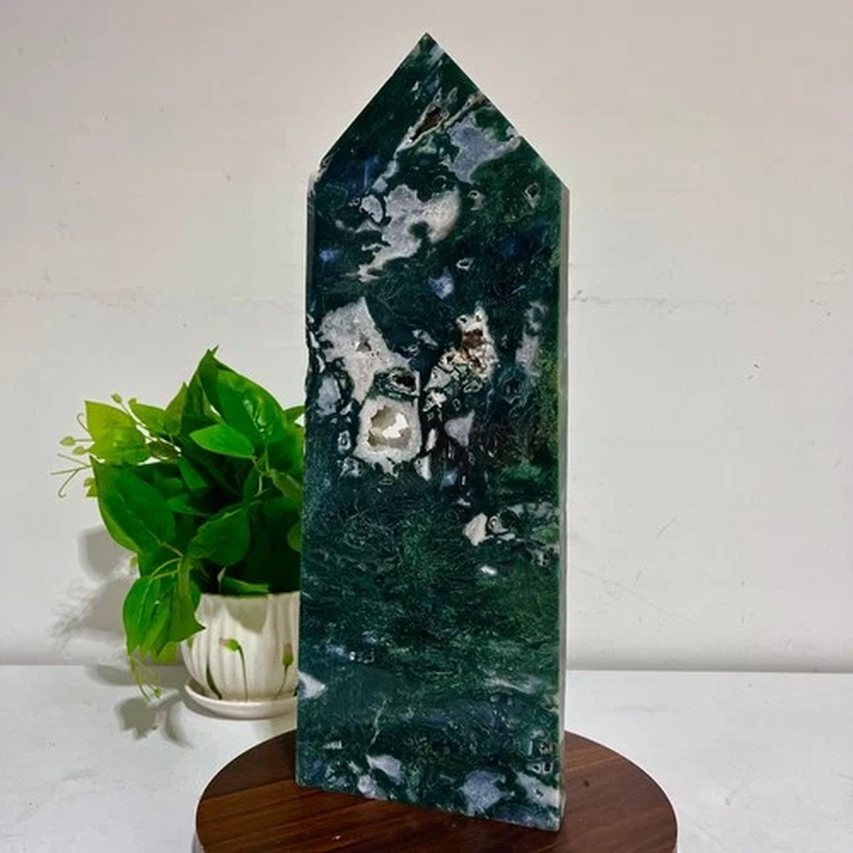 11.39LB  Healing slices of aquatic plants with multiple pointed aquatic plants