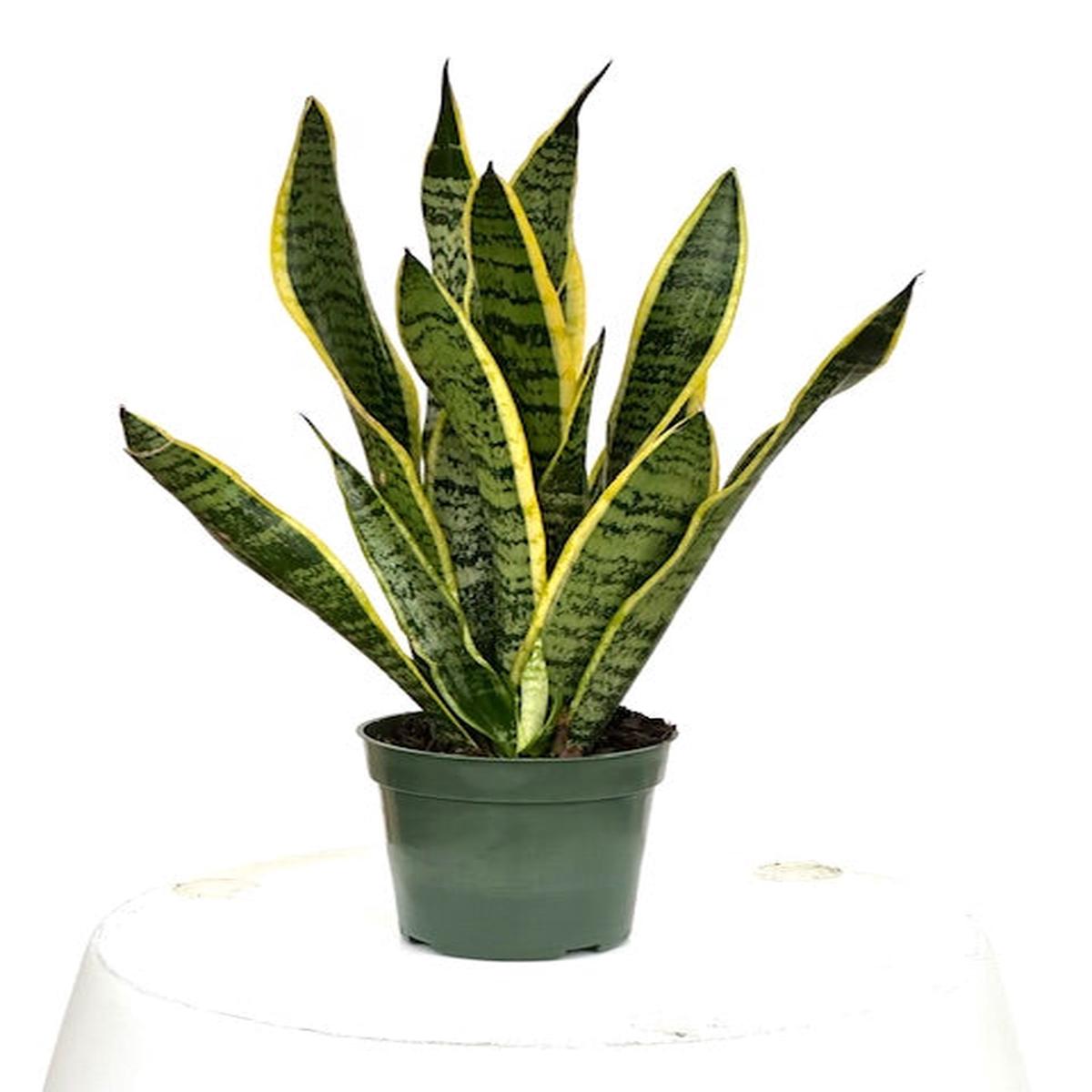 4" Sansevieria Laurentii
