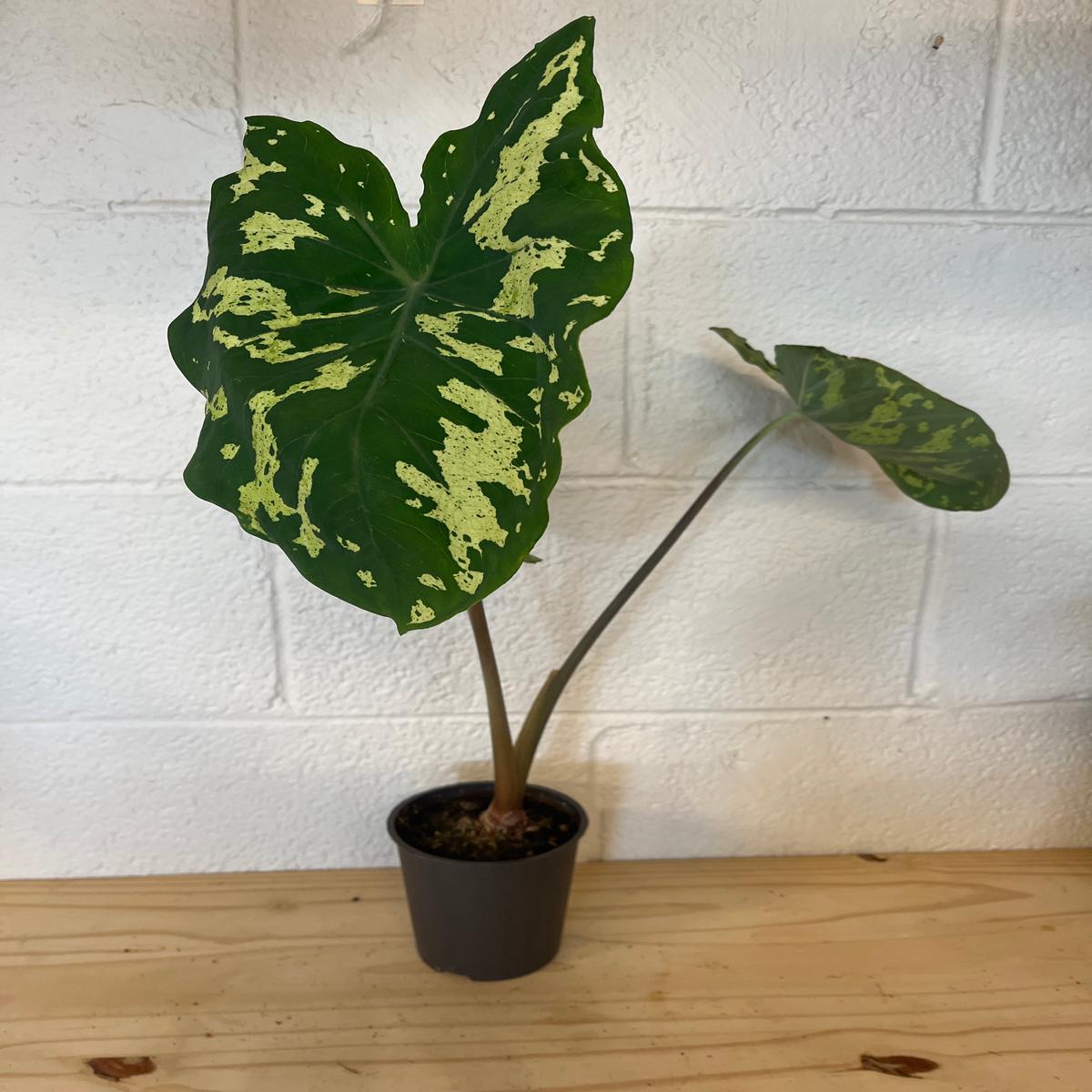 5 Alocasia Hilo Beauty