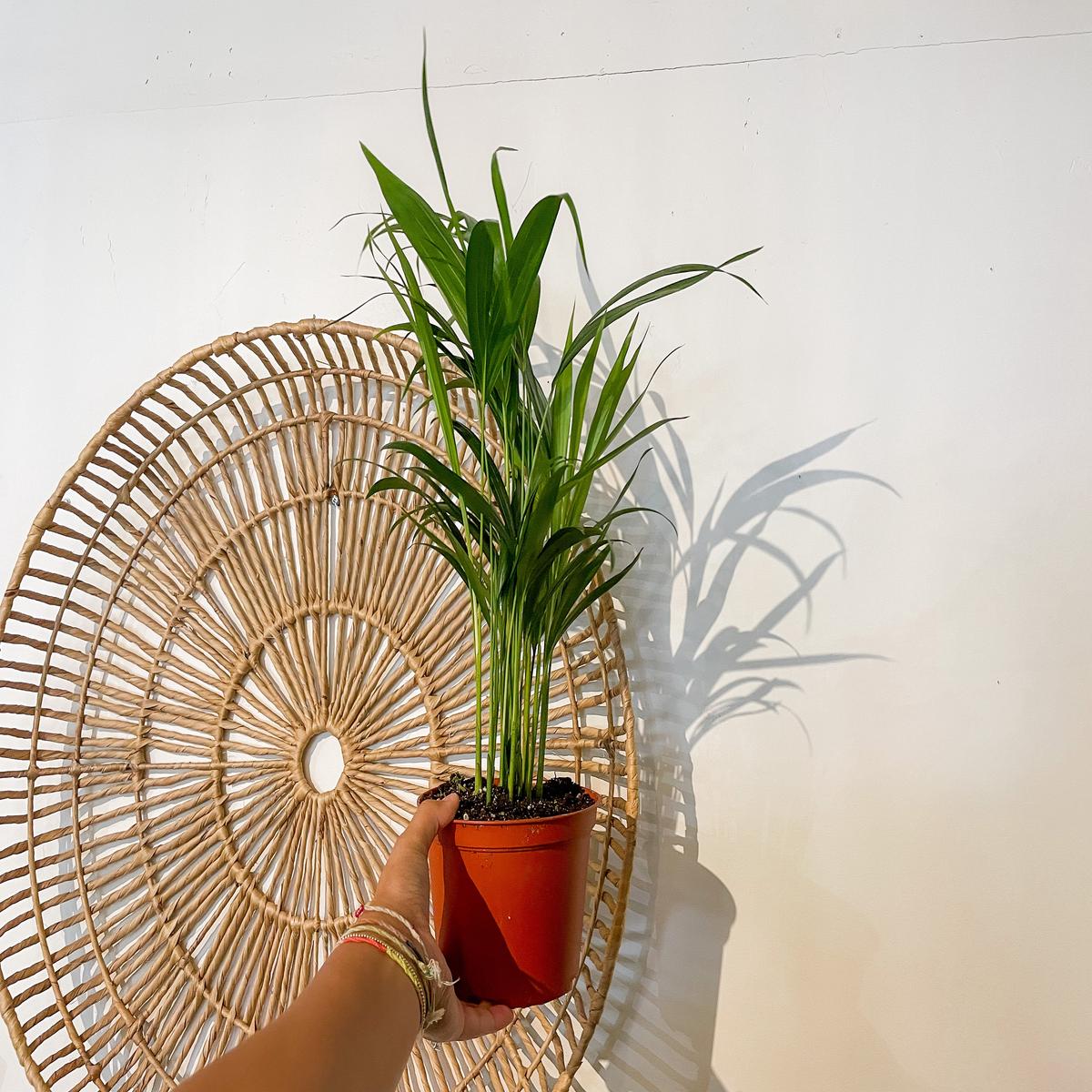 6" Areca Palm