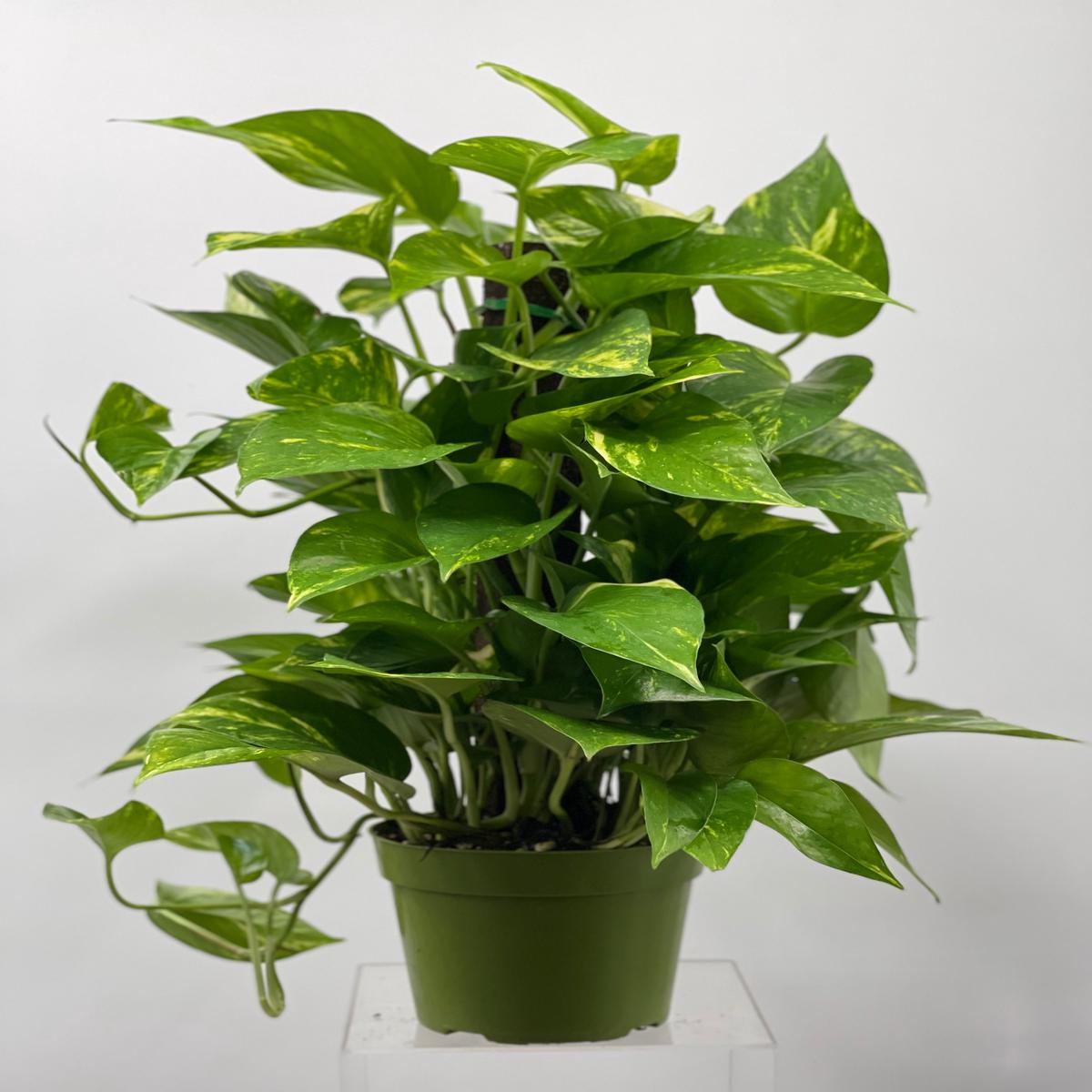 6" Pothos Pole, Golden