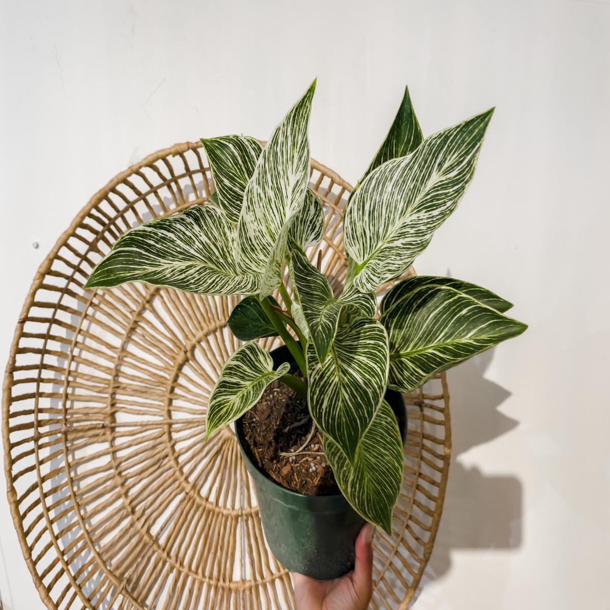 8" Philodendron Birkin