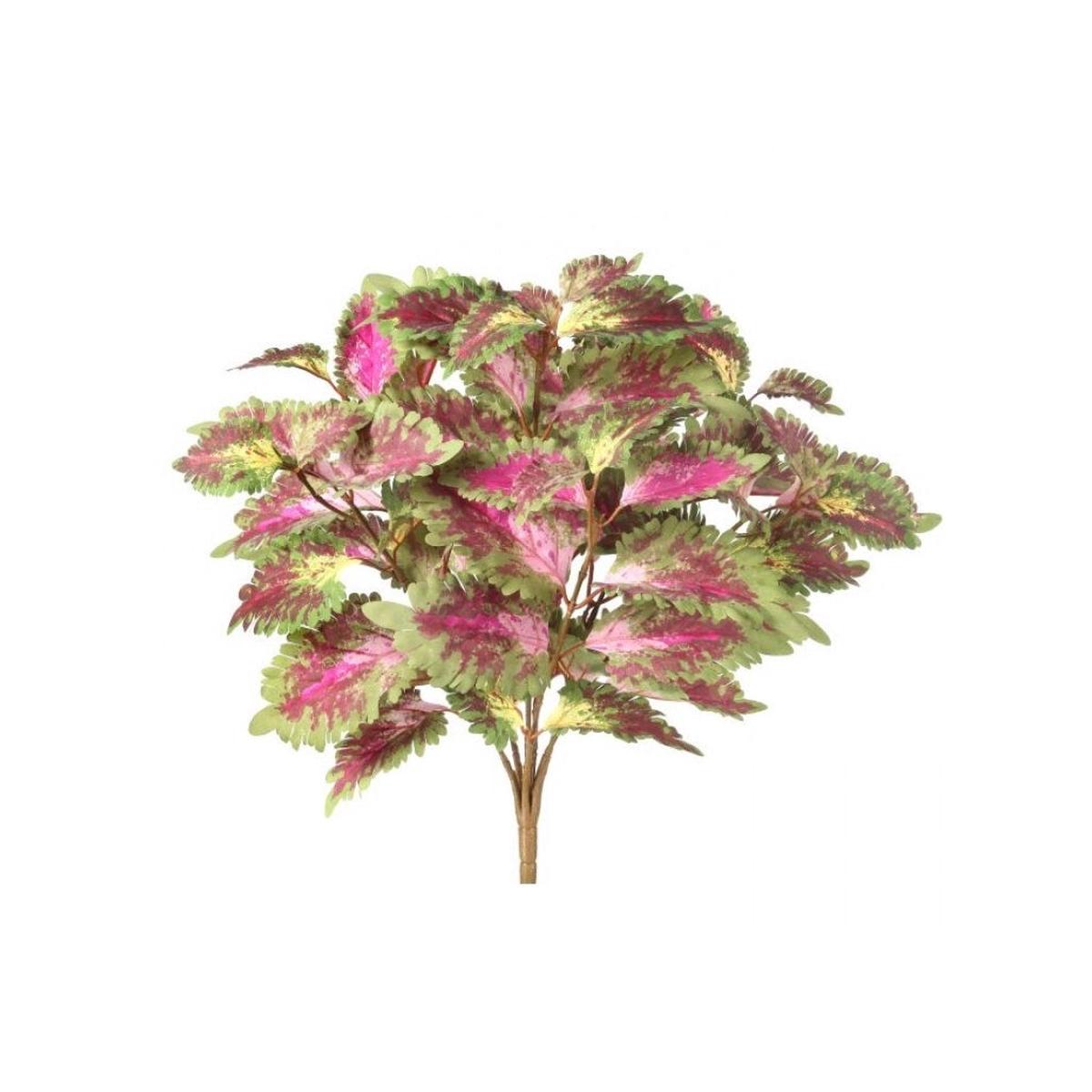 Coleus Bush 18" Everlasting