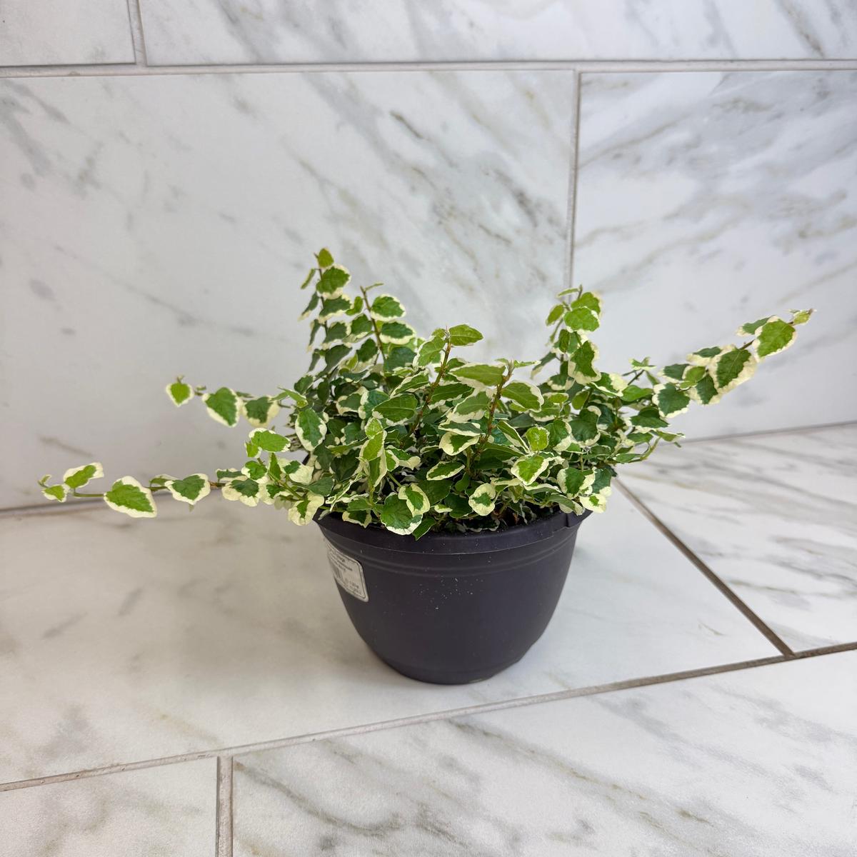 Ficus Pumila Variegated Creeping Fig, 6" Plant