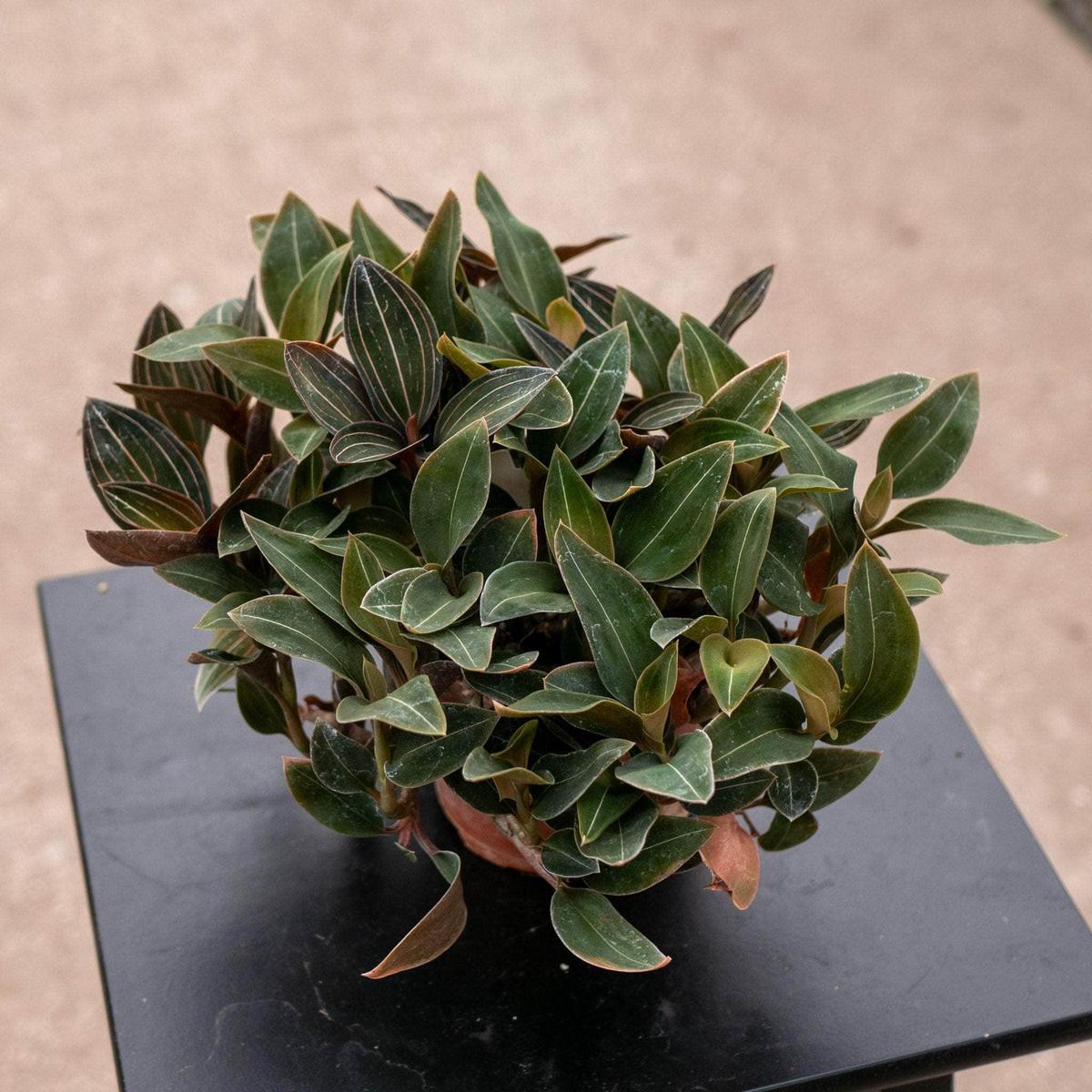 Orchid Ludisia discolor Mix