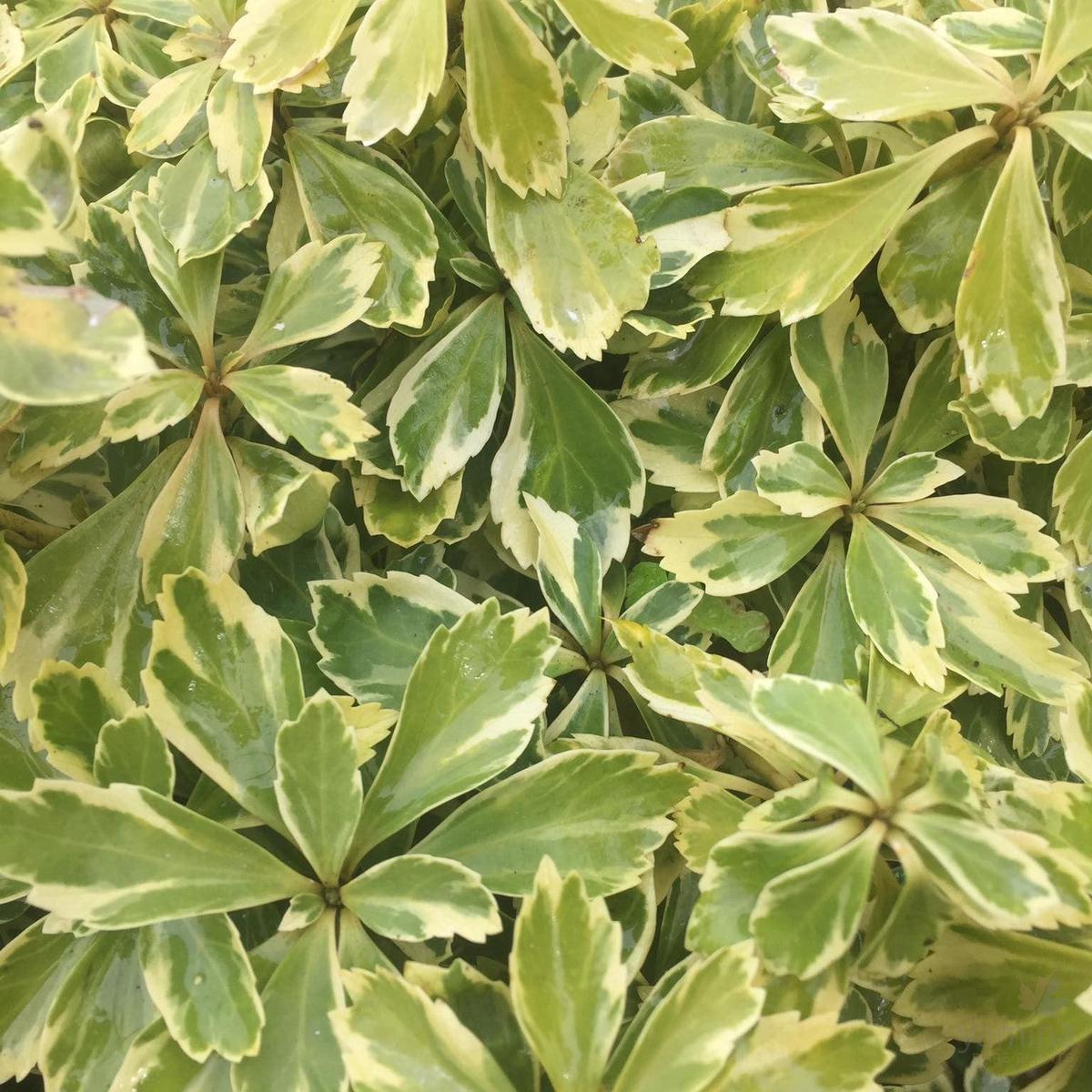Pachysandra terminalis Variegata