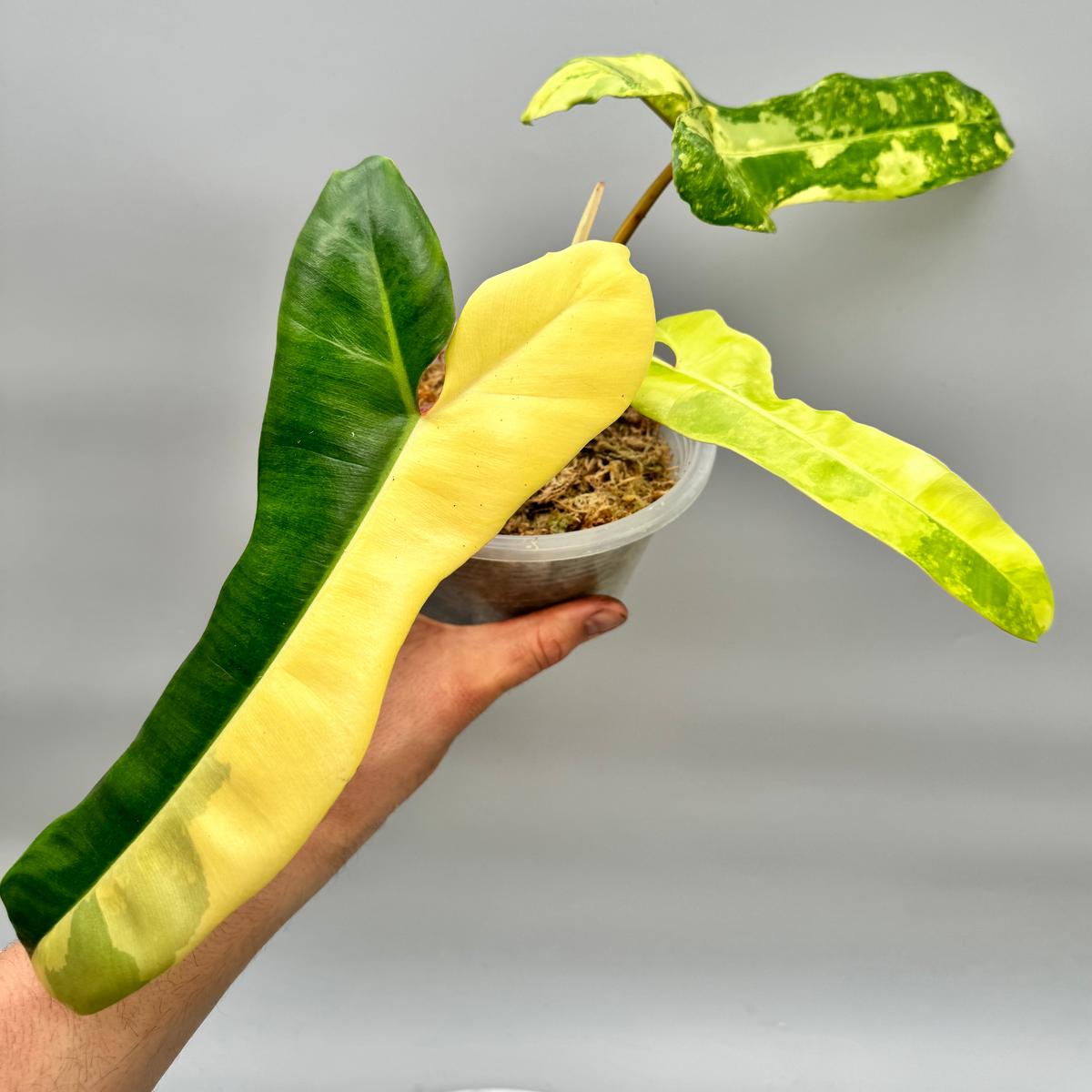 Philodendron billietiae variegatax Florida Beauty (Half Moon)