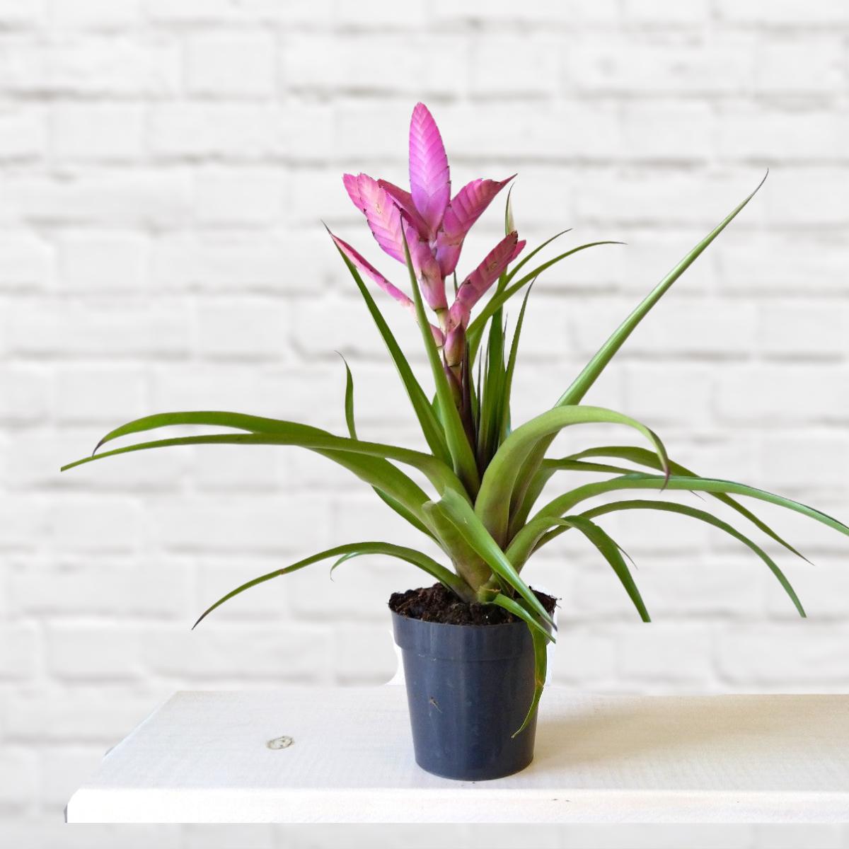 Tillandsia Andreas