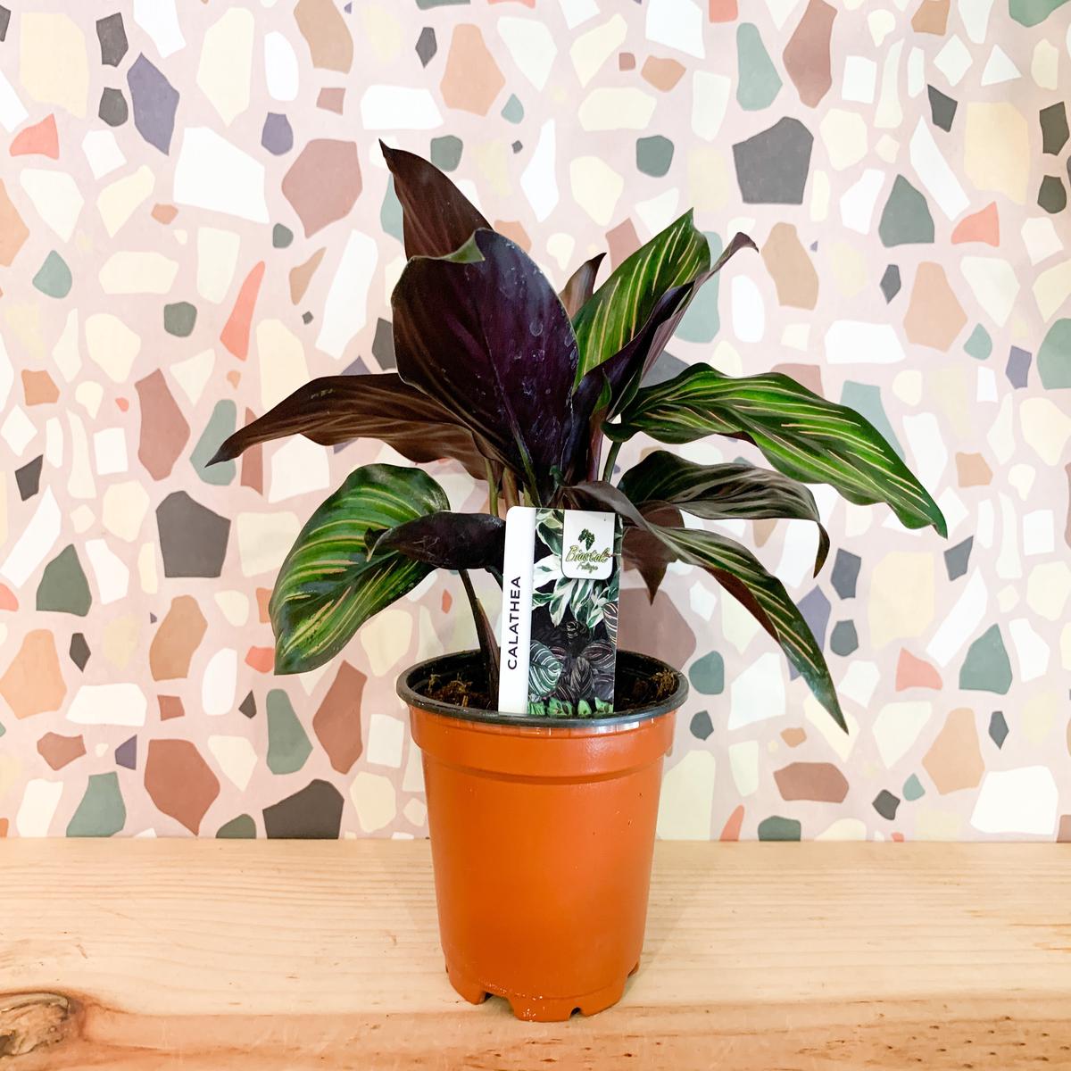 4 Calathea Ornata