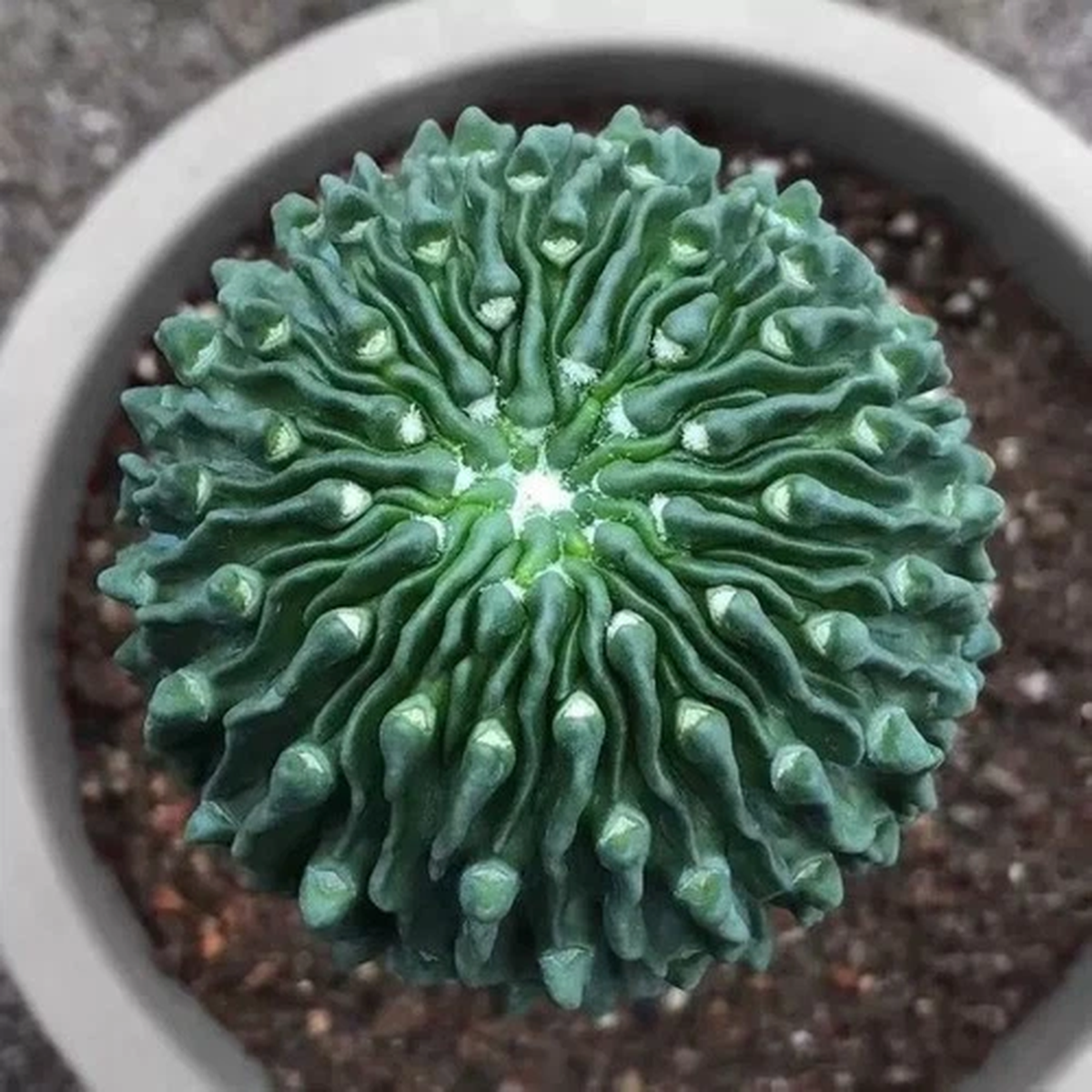 4CM Succulent Cactus Plant Stenocactus Tadpole Ball Male Sexy Cactaceae Plant
