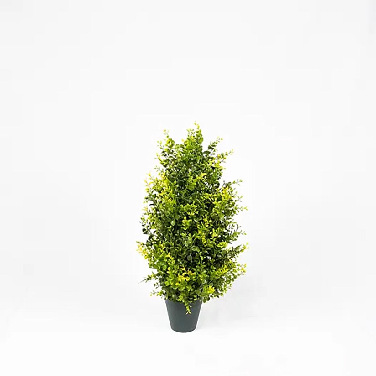 Boxwood Tree 2Ft Everlasting
