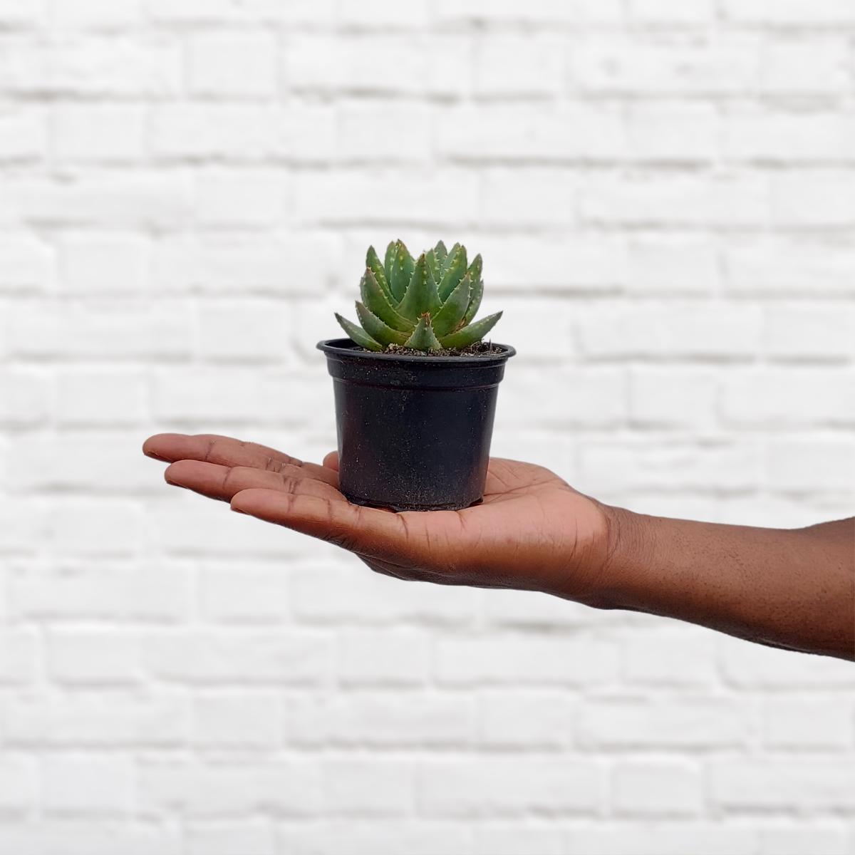 Dainty Aloe