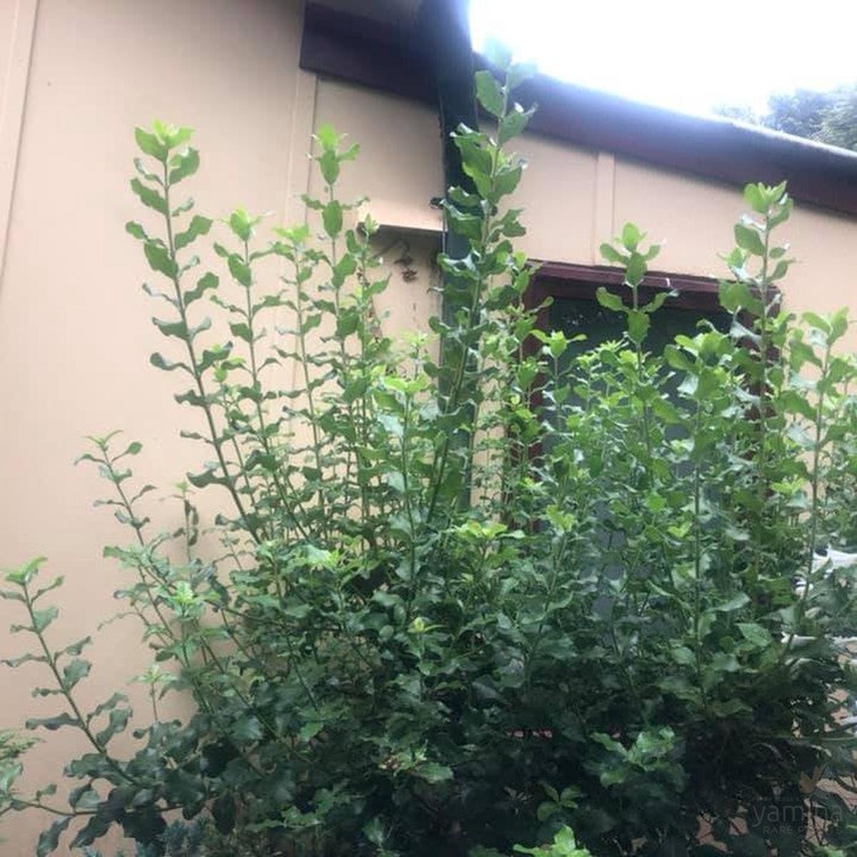 Garrya elliptica Evie