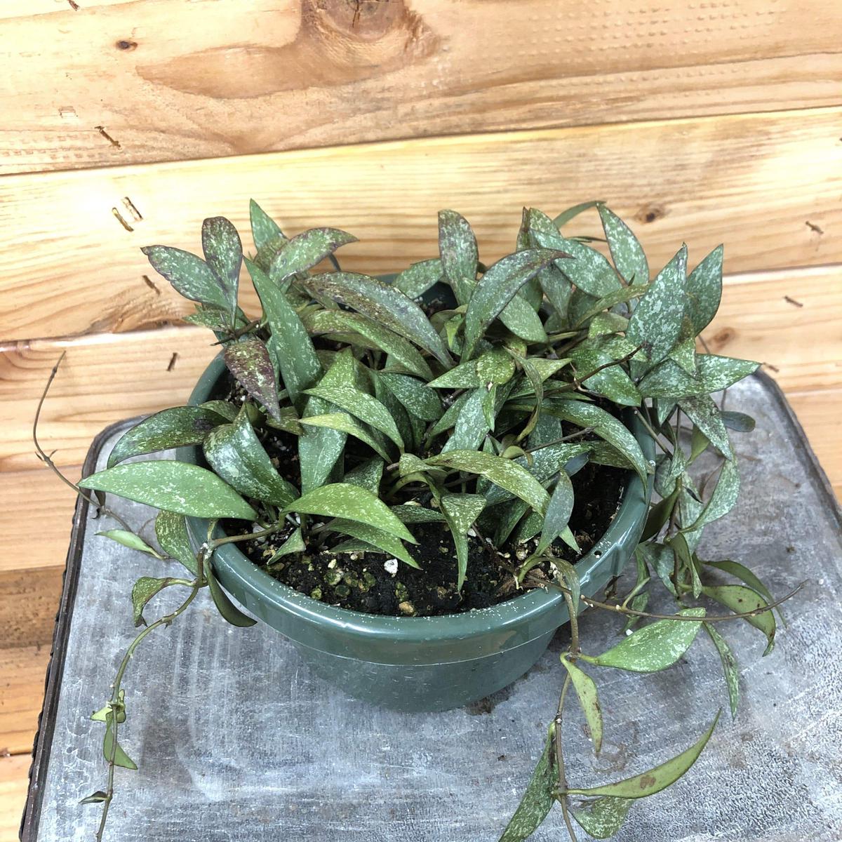 Hoya Parviflora Splash, 6" Plant
