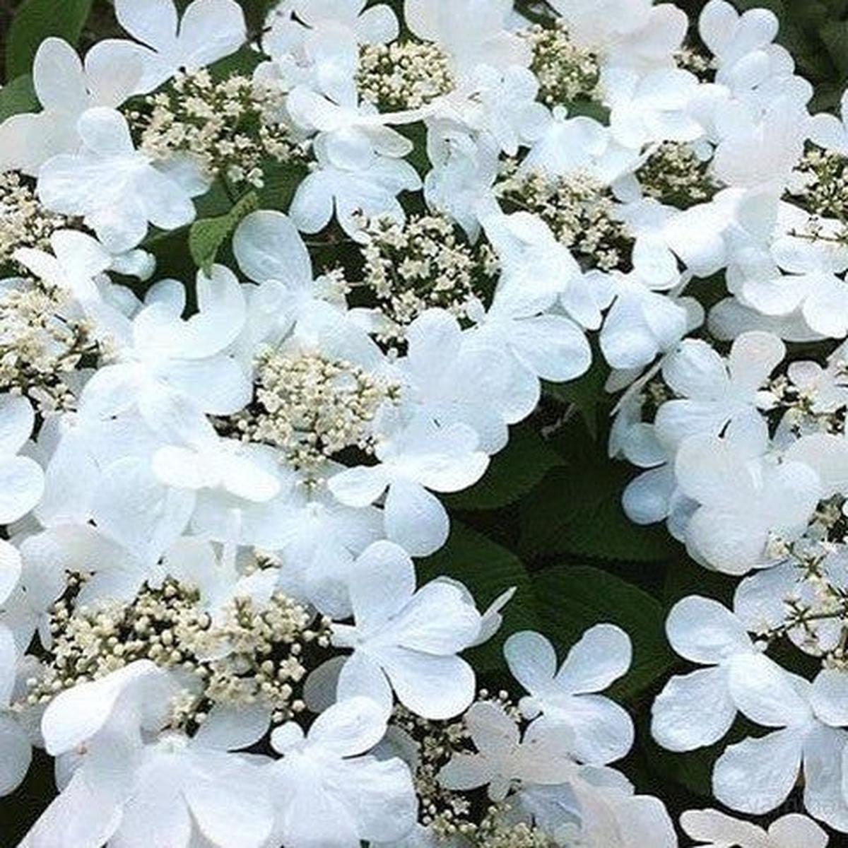 Viburnum plicatum Lanarth