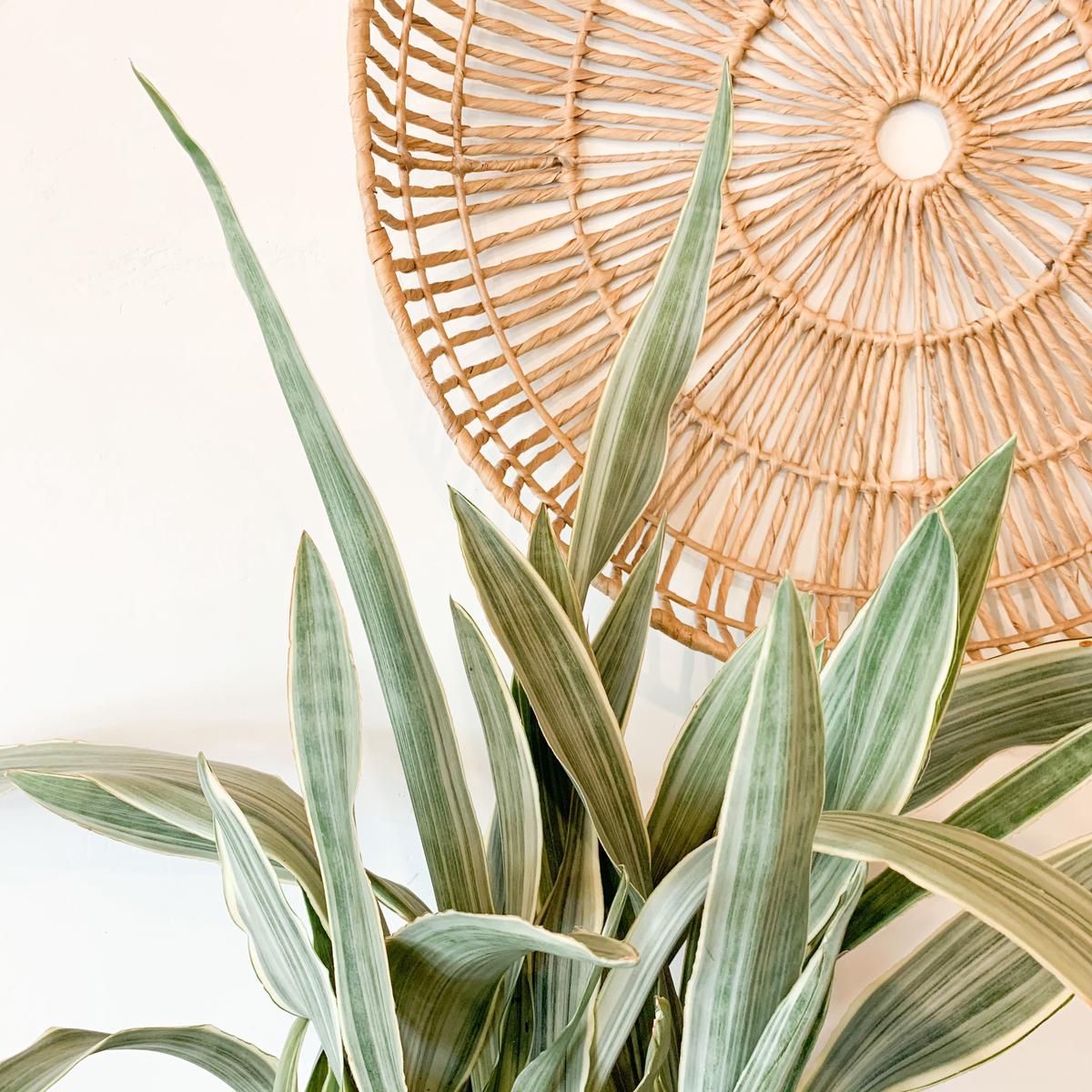 10 Sansevieria Sayuri