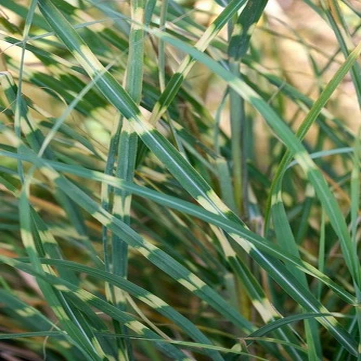 20+ ZEBRA GRASS Variegated Maiden Grass Miscanthus Sinensis Zebrinus Seeds