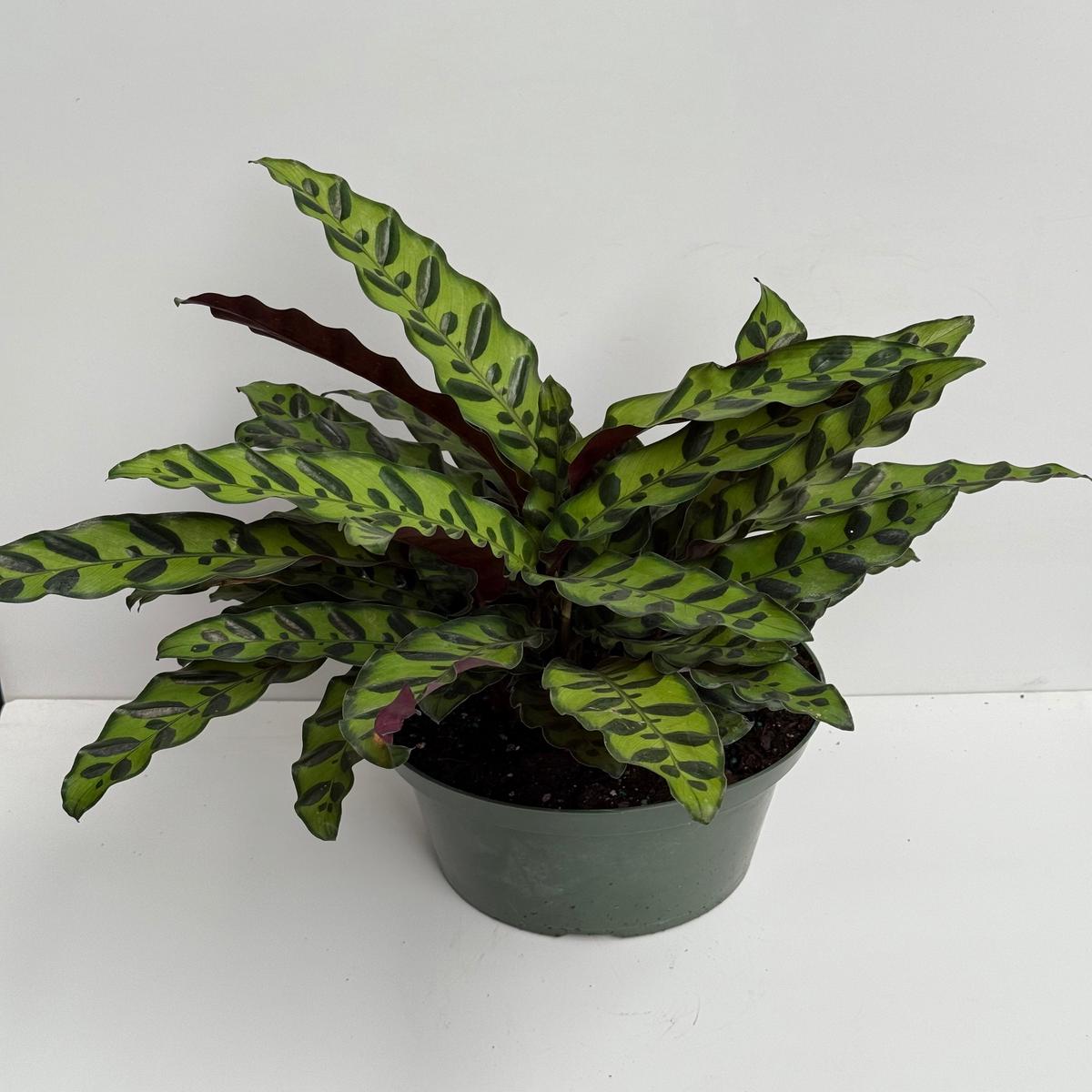 8" Calathea Lancifolia Rattlesnake