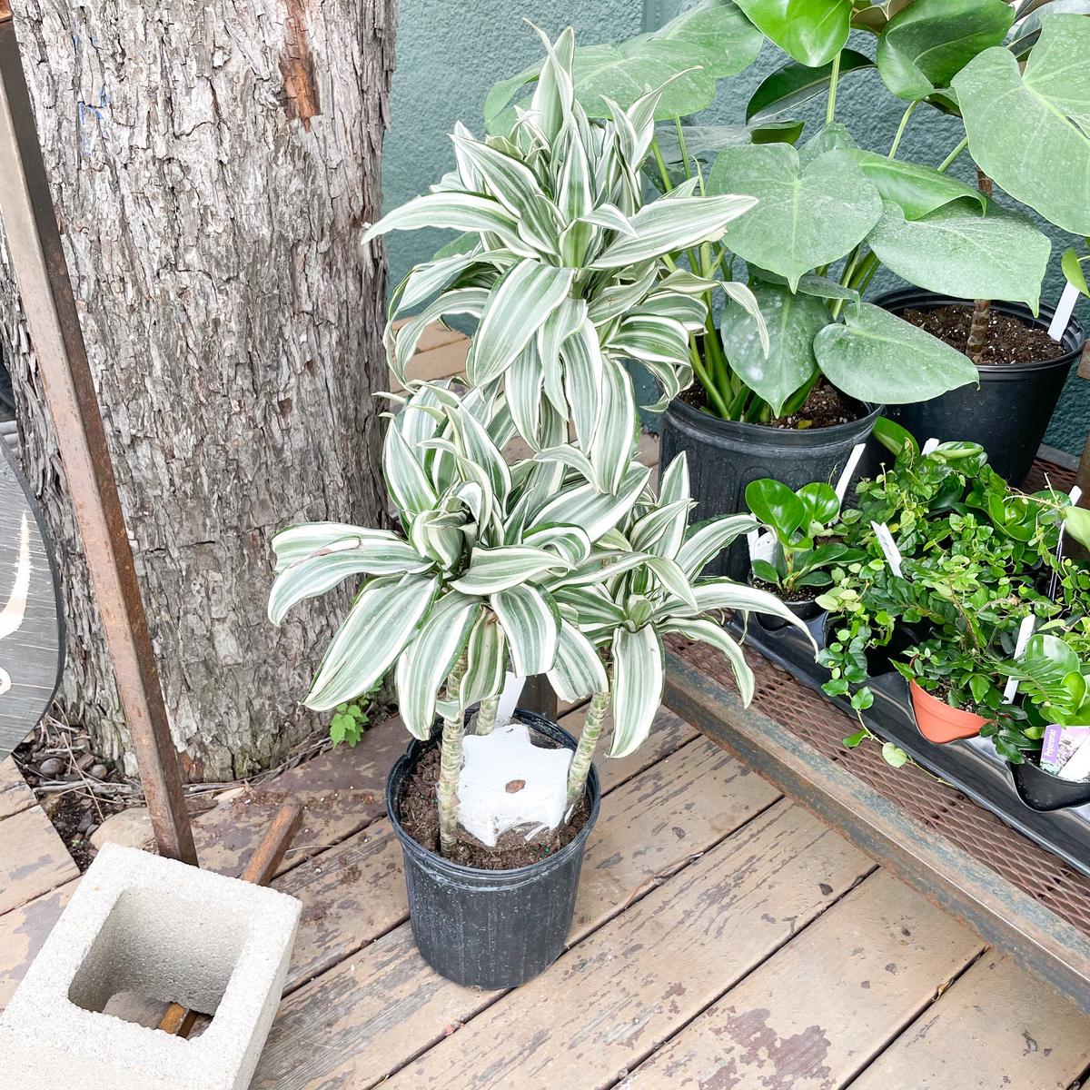 8 Dracaena Warneckii Cane