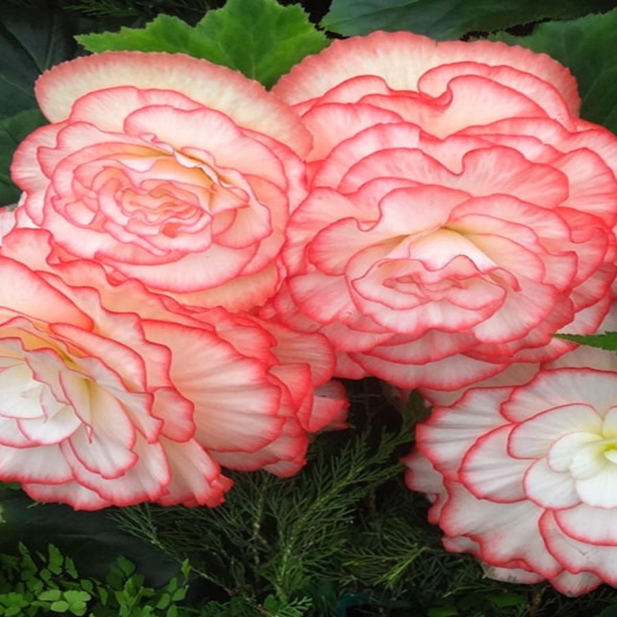 Begonia Nonstop Rose Picotee 4"