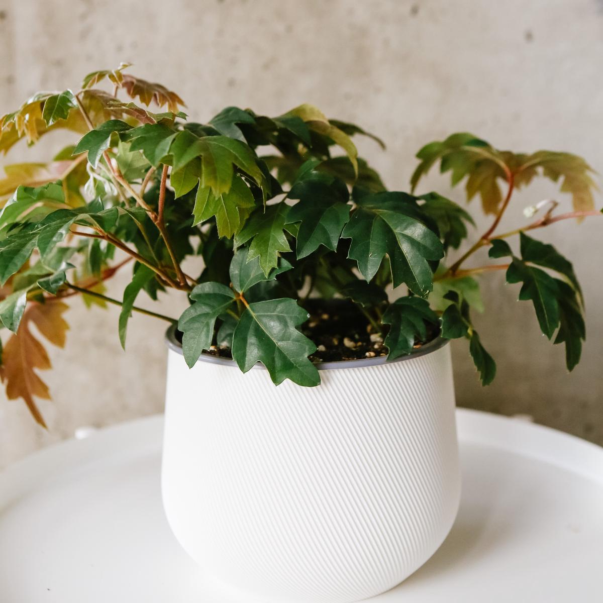Danish Ivy