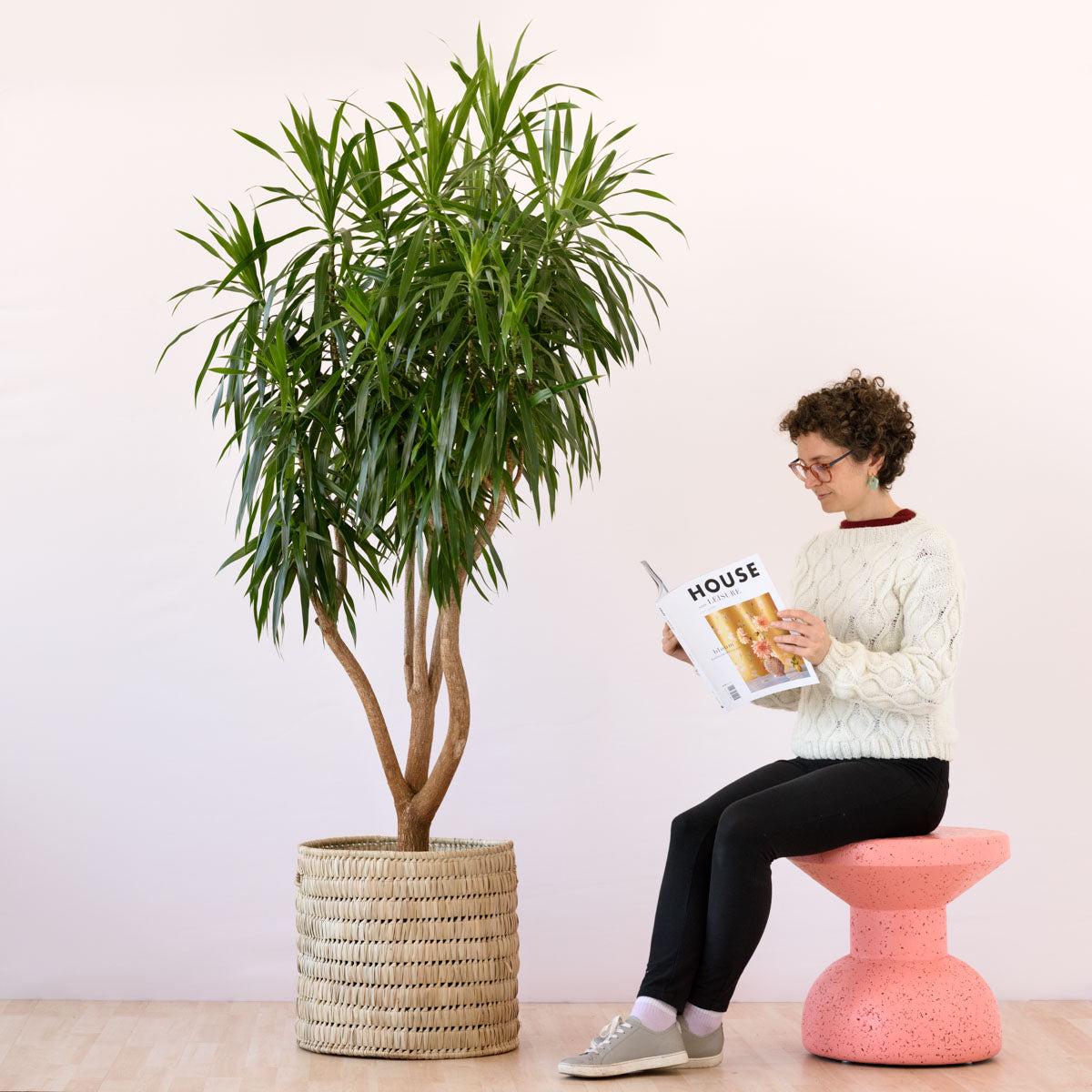 Dragon Tree - Alchemy - Extra Large
