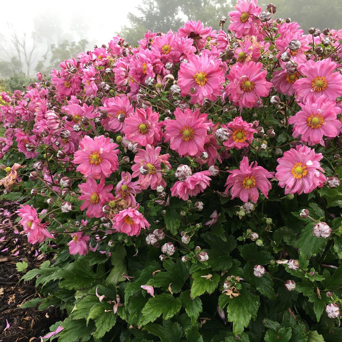 Fall In Love Japanese Anemone (Anemone 'Fall In Love Sweetly') - 1 gallon