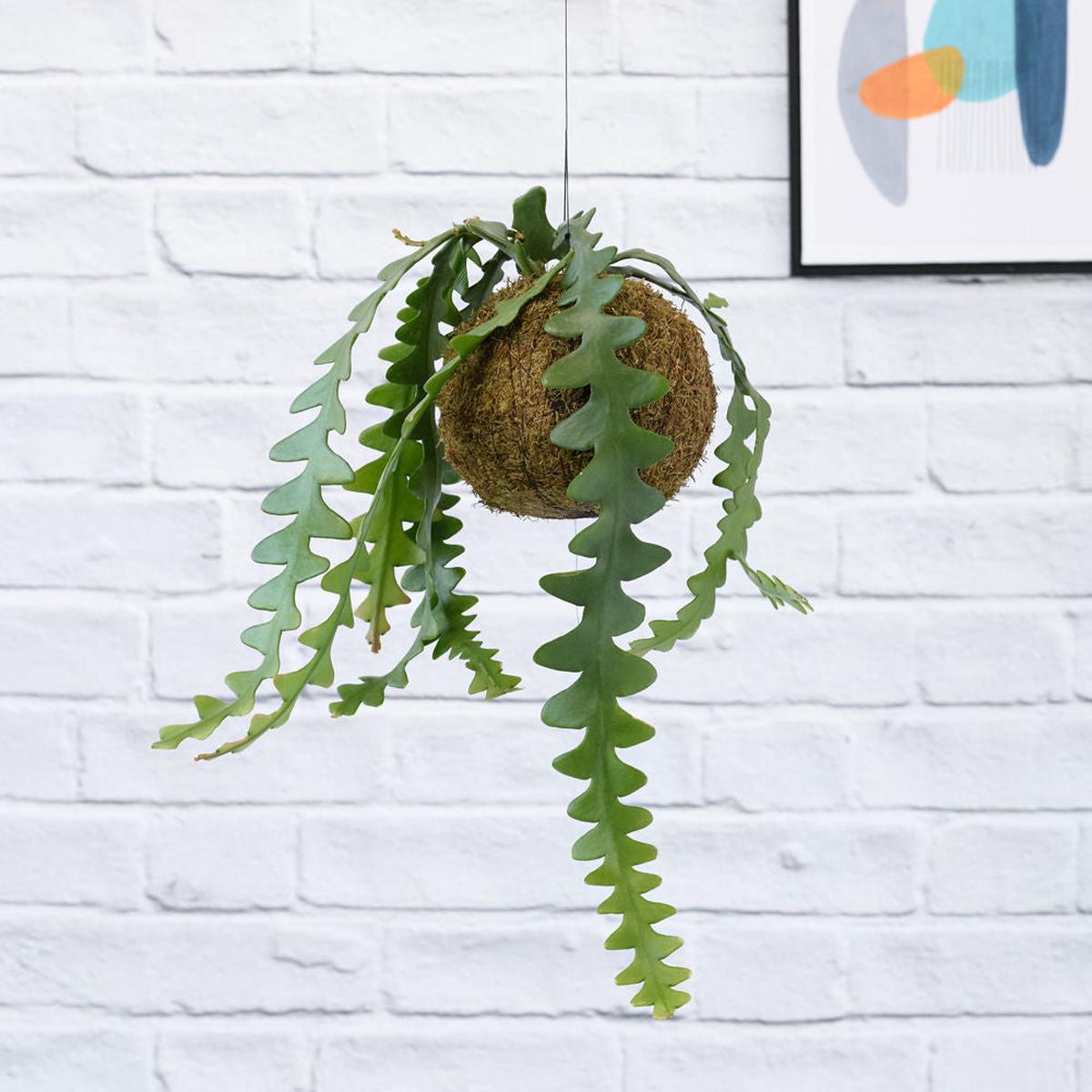 Fishbone Cactus Mossball