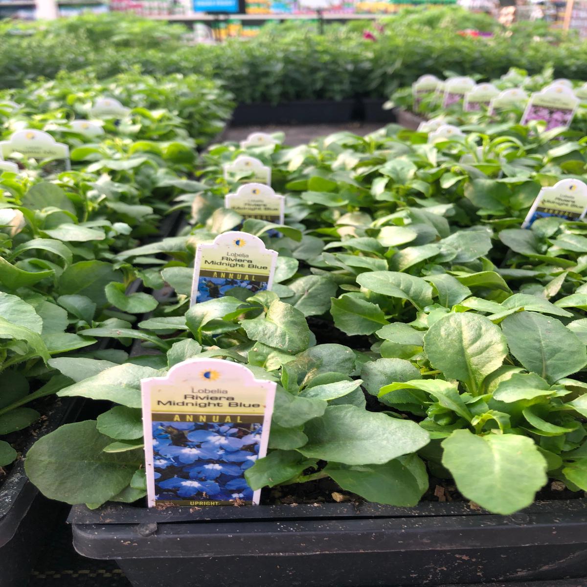 Lobelia 'Riviera Midnight Blue' Pack