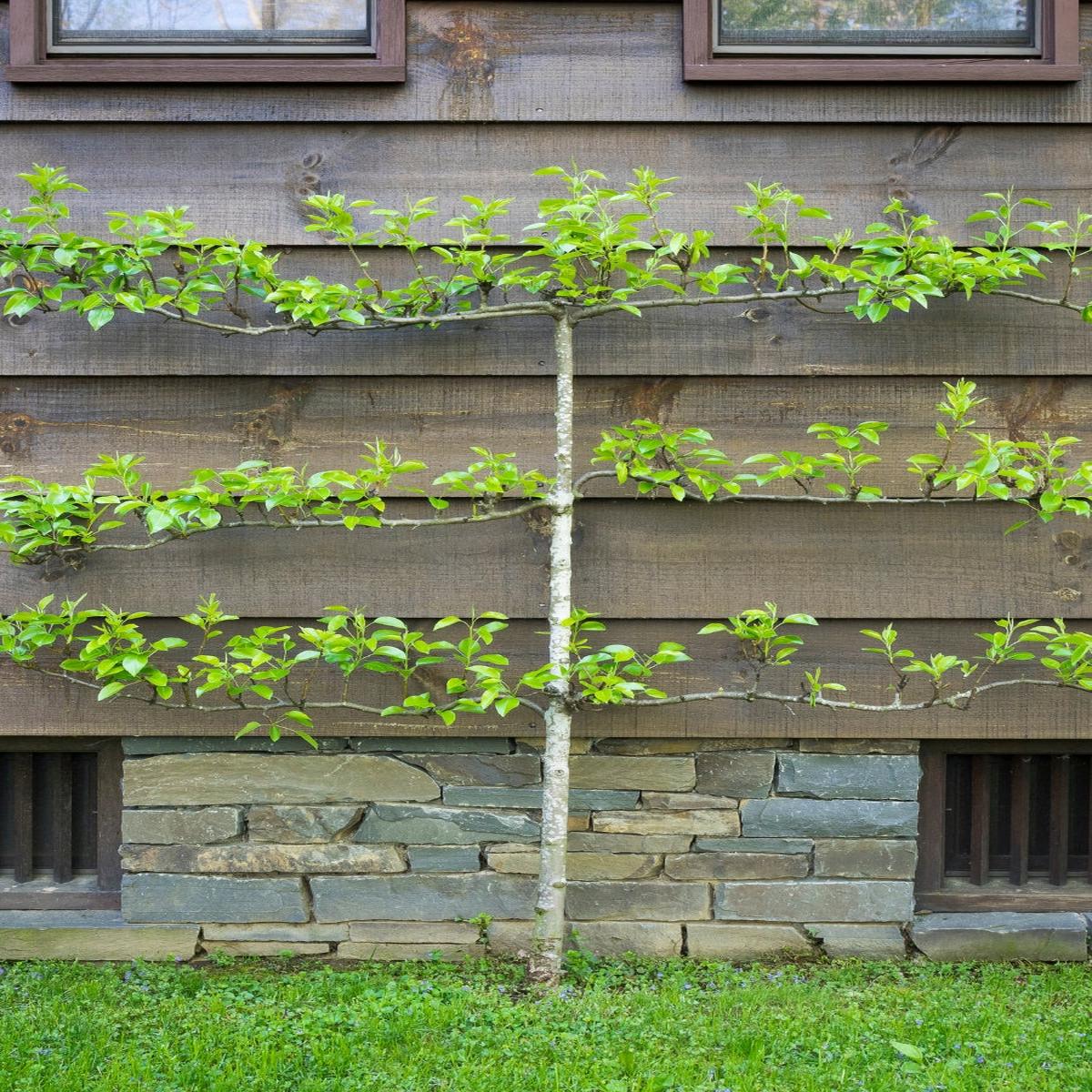 Pear Asian 3-Tier Espallier