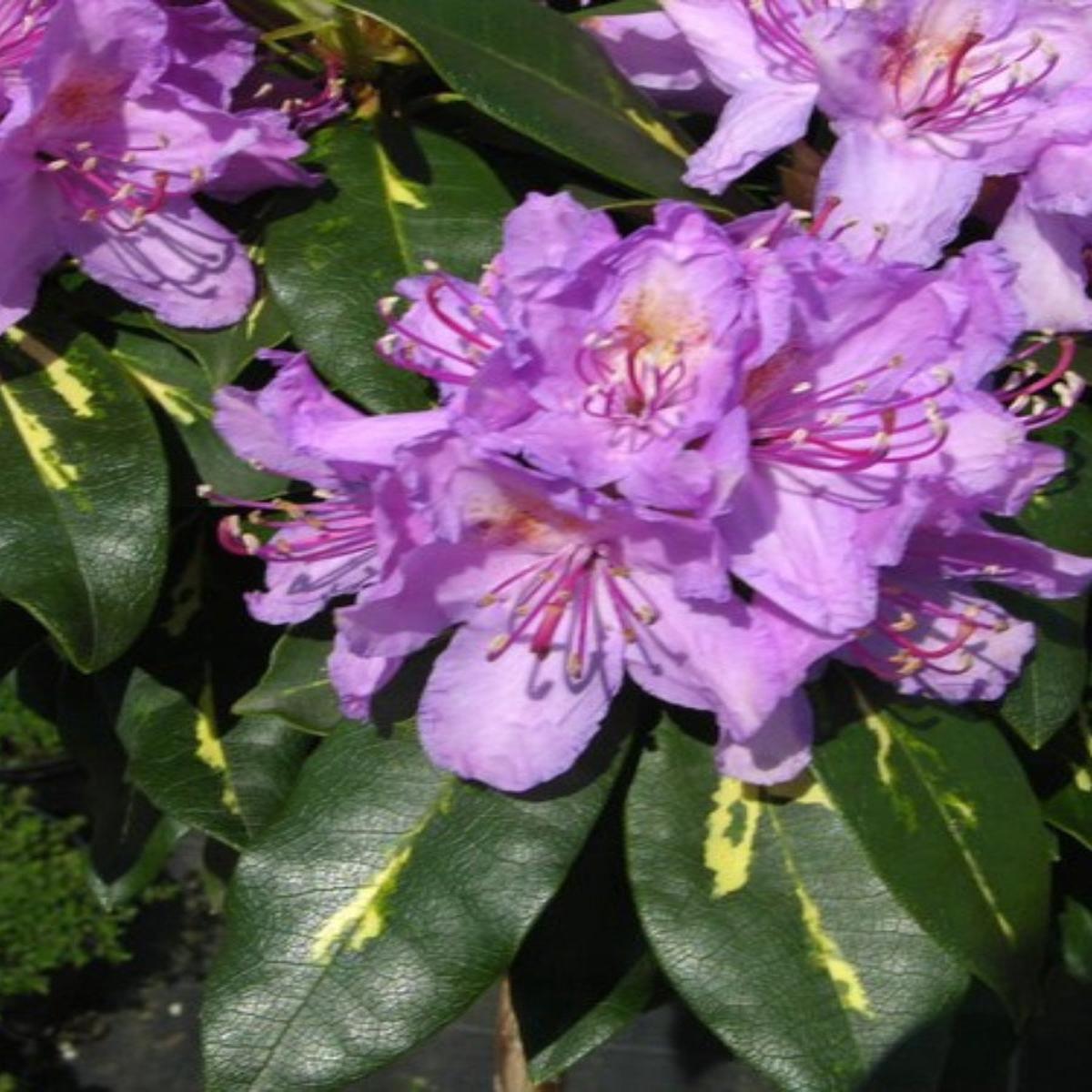 Rhododendron 'Goldflimmer' 6G