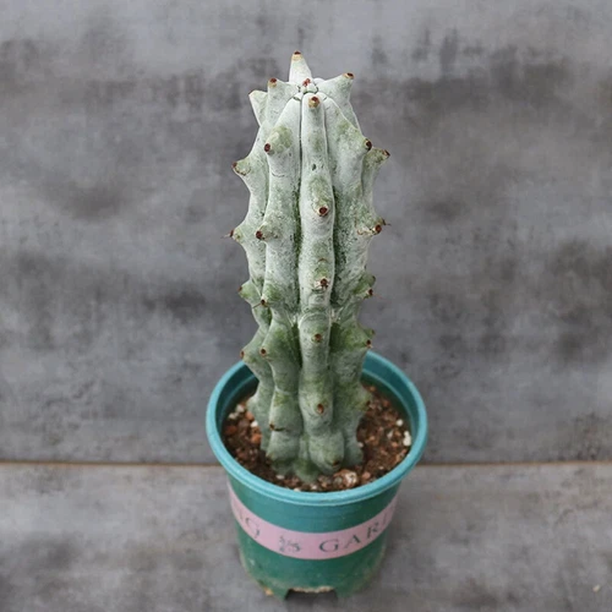 15CM Succulent Cactus Plant Stenocereus Beneckei Cactaceae Home Garden Beautiful