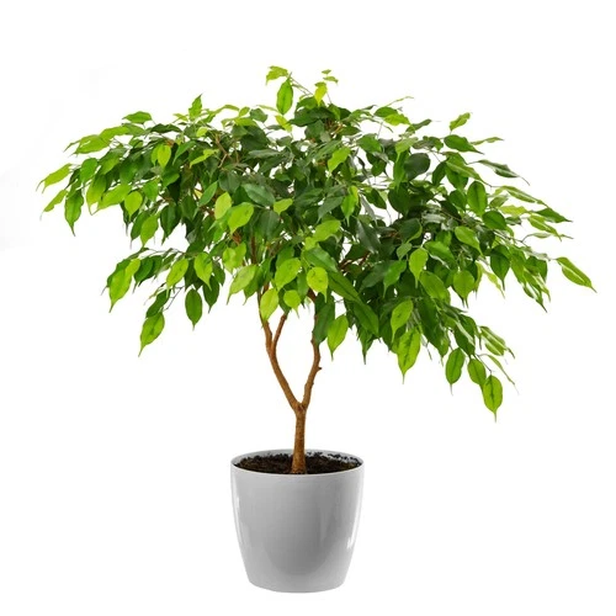 30 FICUS TREE (Bodhi Tree / Sacred Fig / Bo Tree / Pipal) Ficus Religiosa Seeds