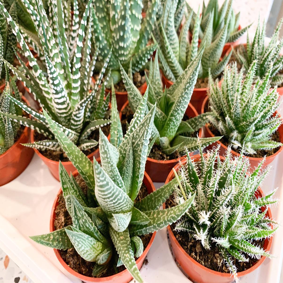 4" Haworthia