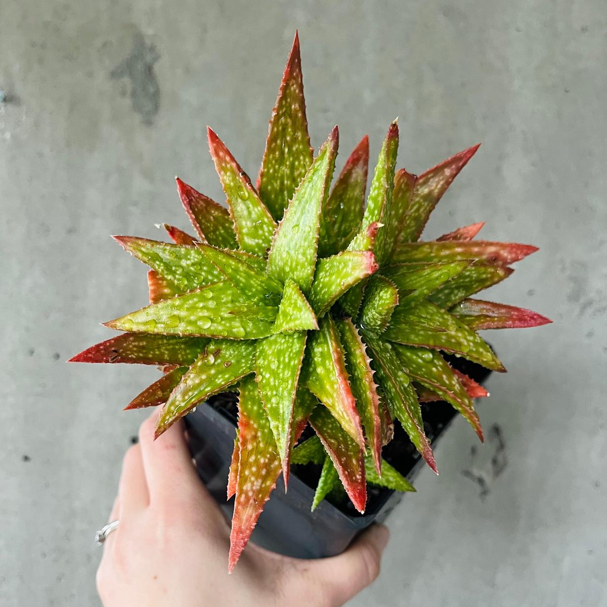 Aloe sp.