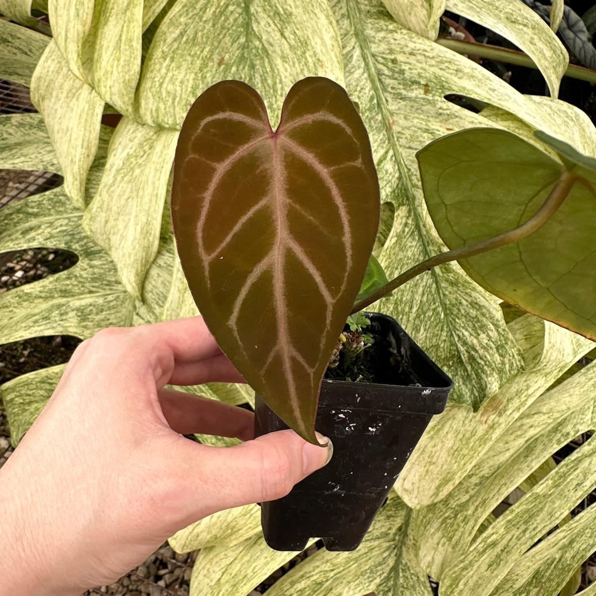 Anthurium 'Silver Blush' x 'Prince of Darkness'