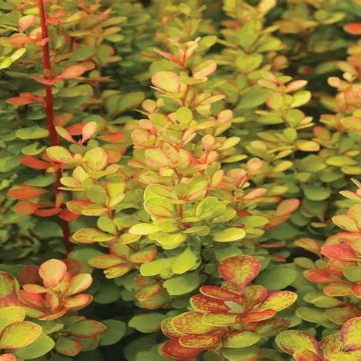 Barberry 'Orange Torch' 2G