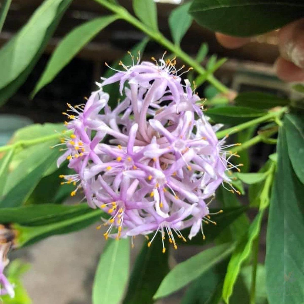 Dais cotinifolia (Tree Daphne)