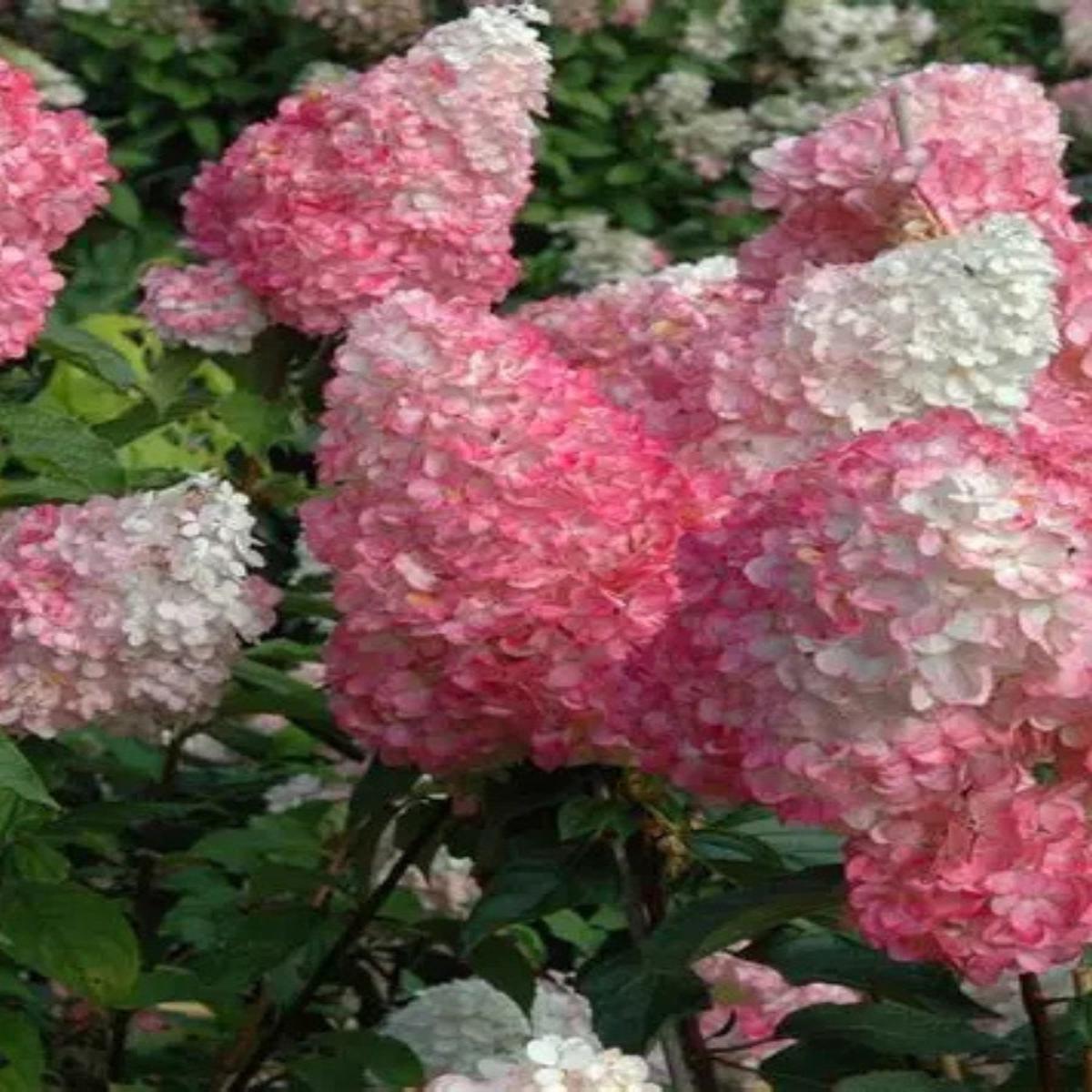 Hydrangea paniculata 'Vanilla Strawberry' 5G