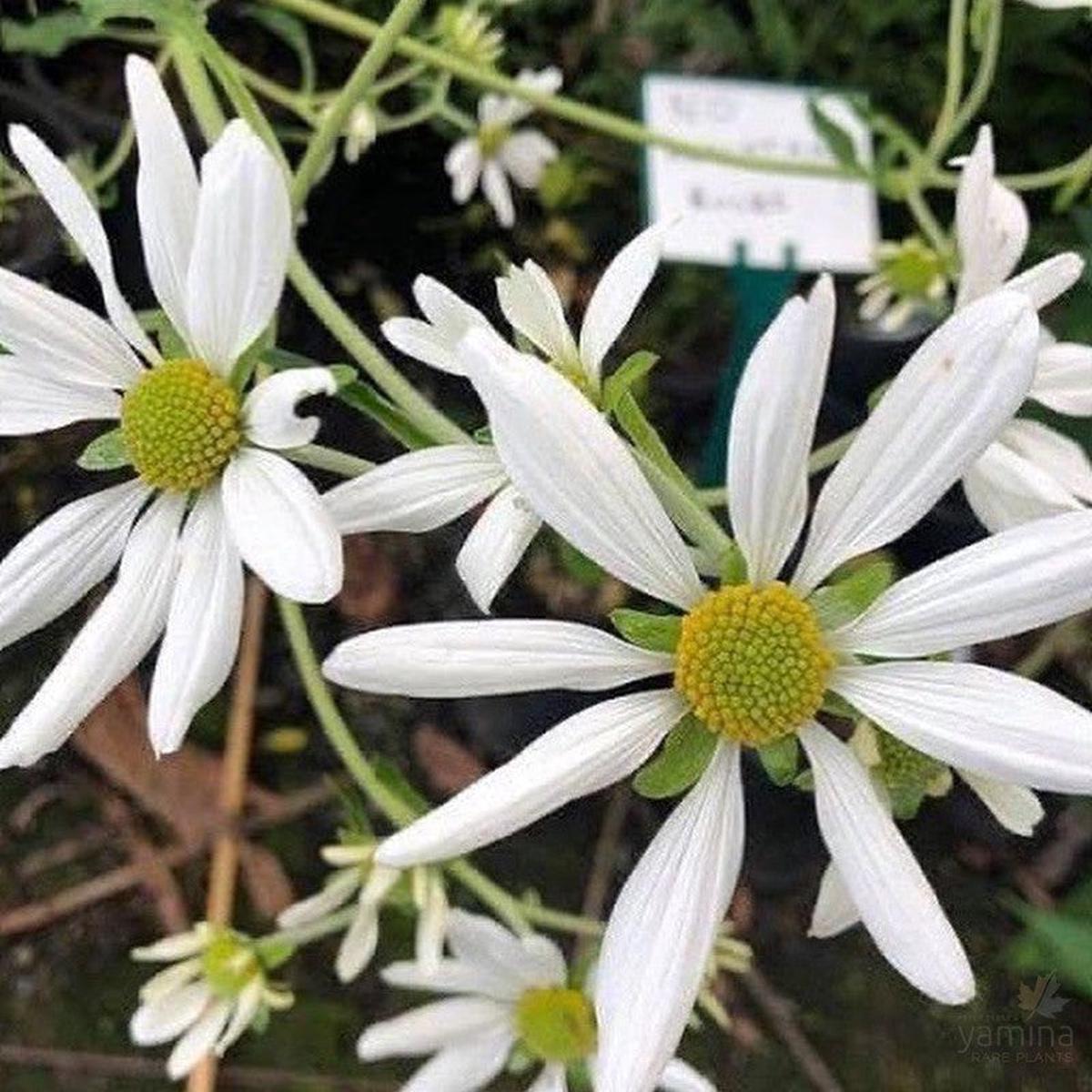 Montanoa bipinatifida
