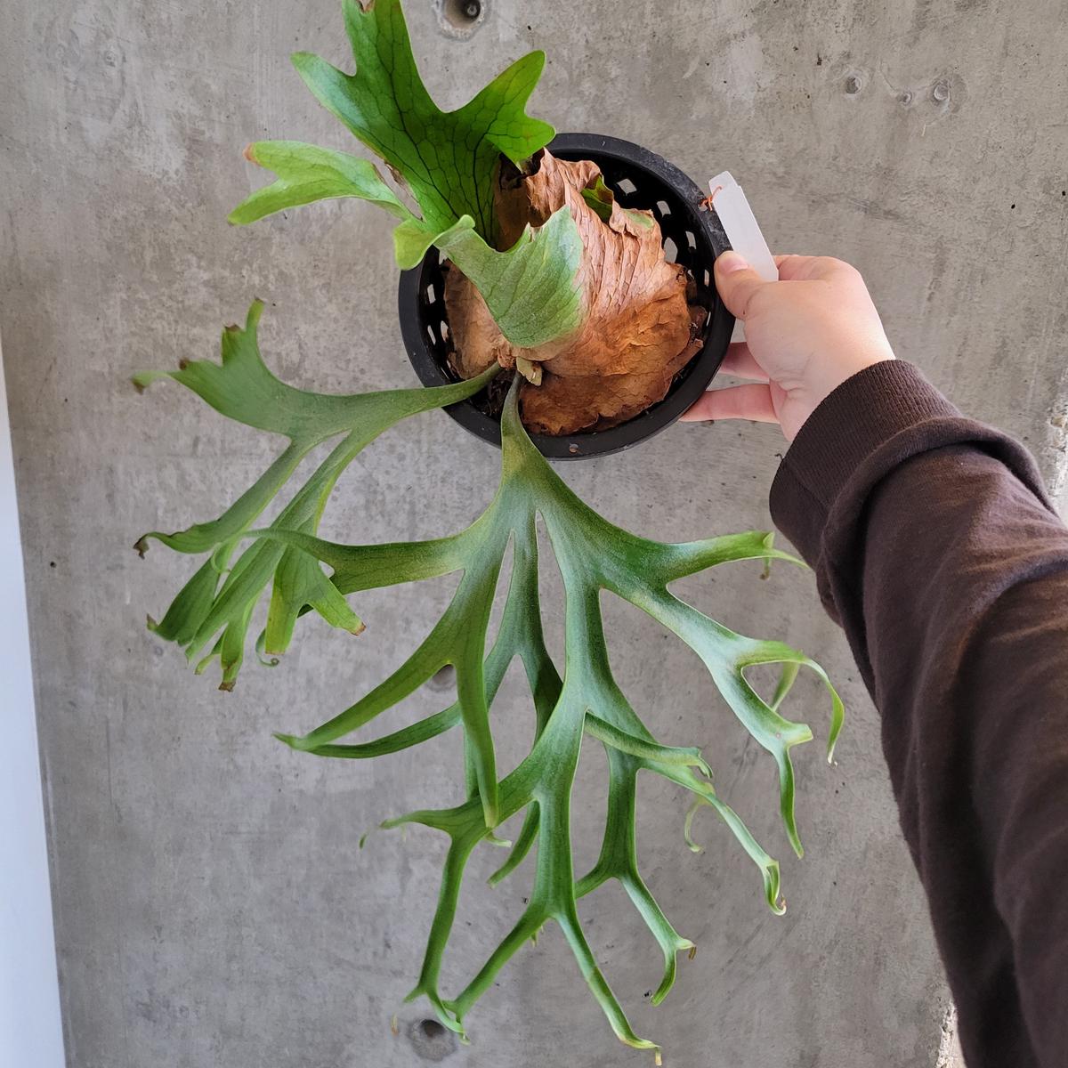 Platycerium Coronarium var. 'Phillipines'