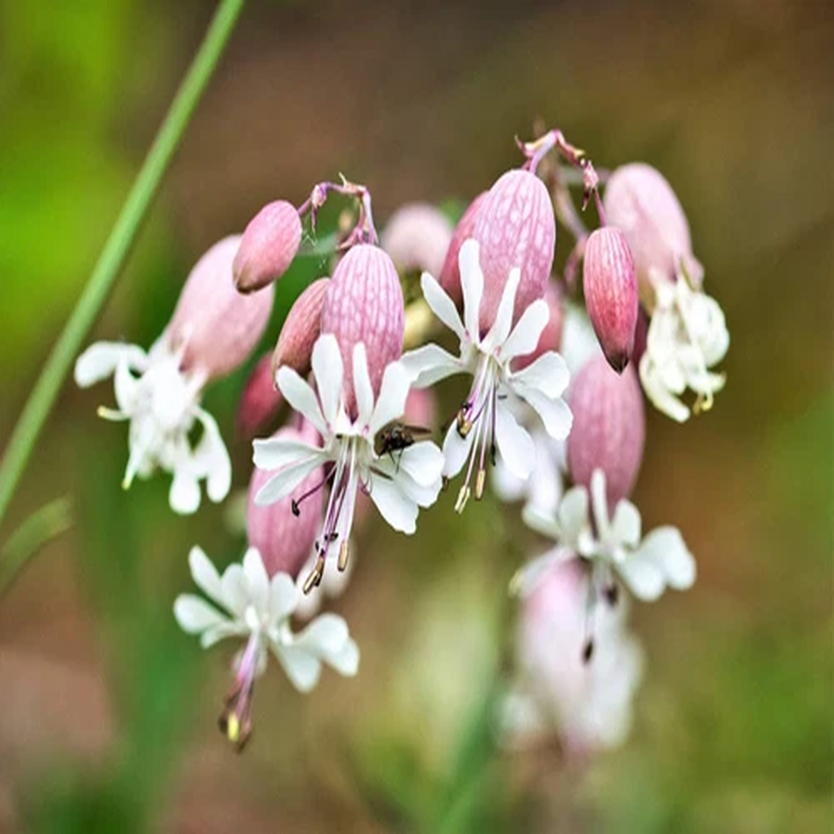 100 MAIDENSTEARS Silene Vulgaris aka Bladder Campion Maidens Tears Pink & White