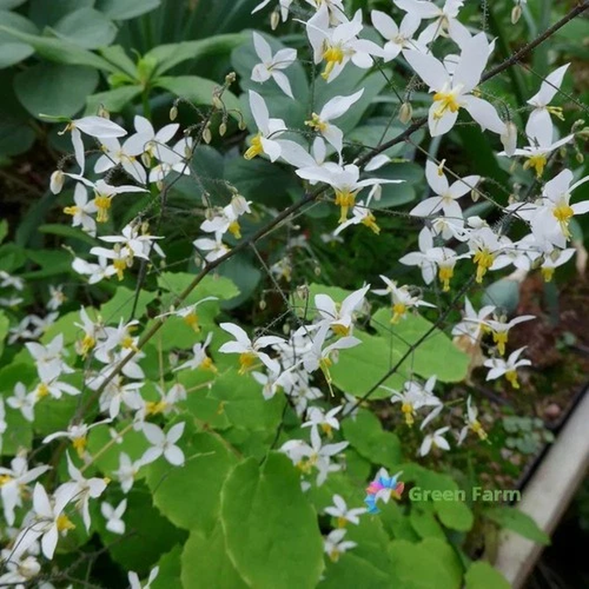 100 Seeds Epimedium Brevicornum Fairy Wings Horny Goat Weed Hardy Garden Plants