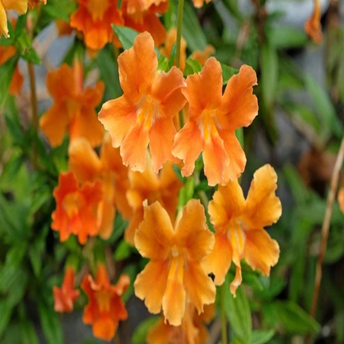 100 Twinkle ORANGE MONKEY FLOWER Mimulus Seeds *Flat S/H